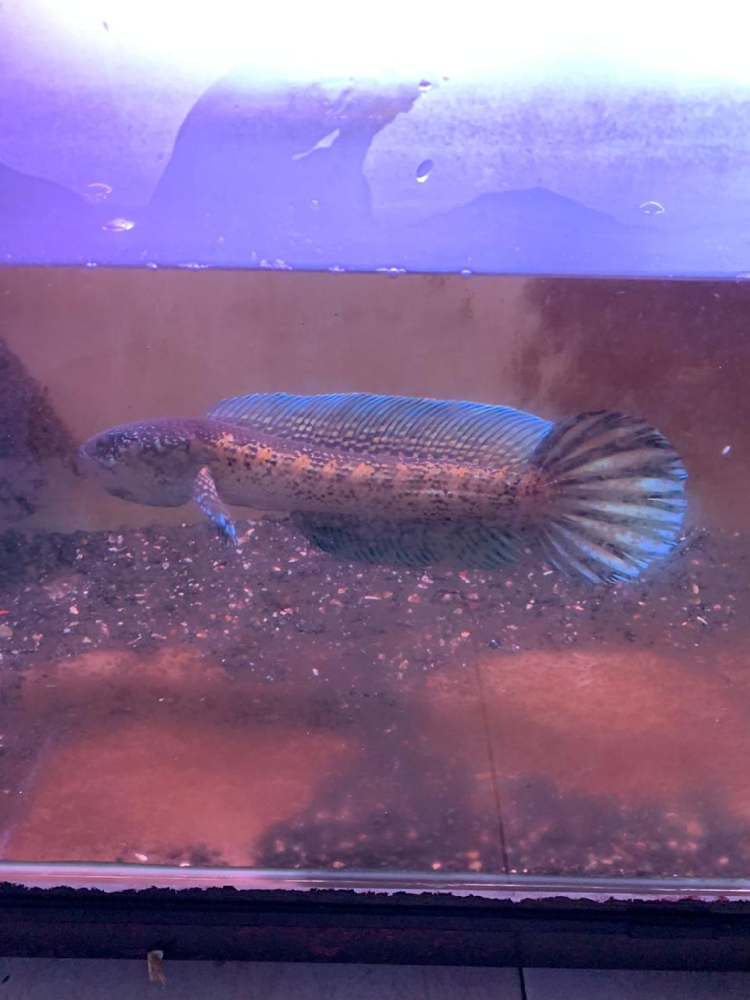 Channa Auranti Captive Breed Highfin