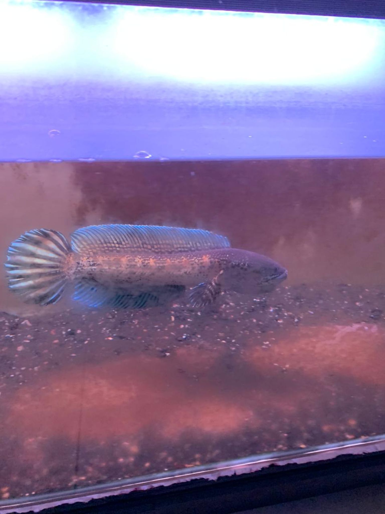 Channa Auranti Captive Breed Highfin