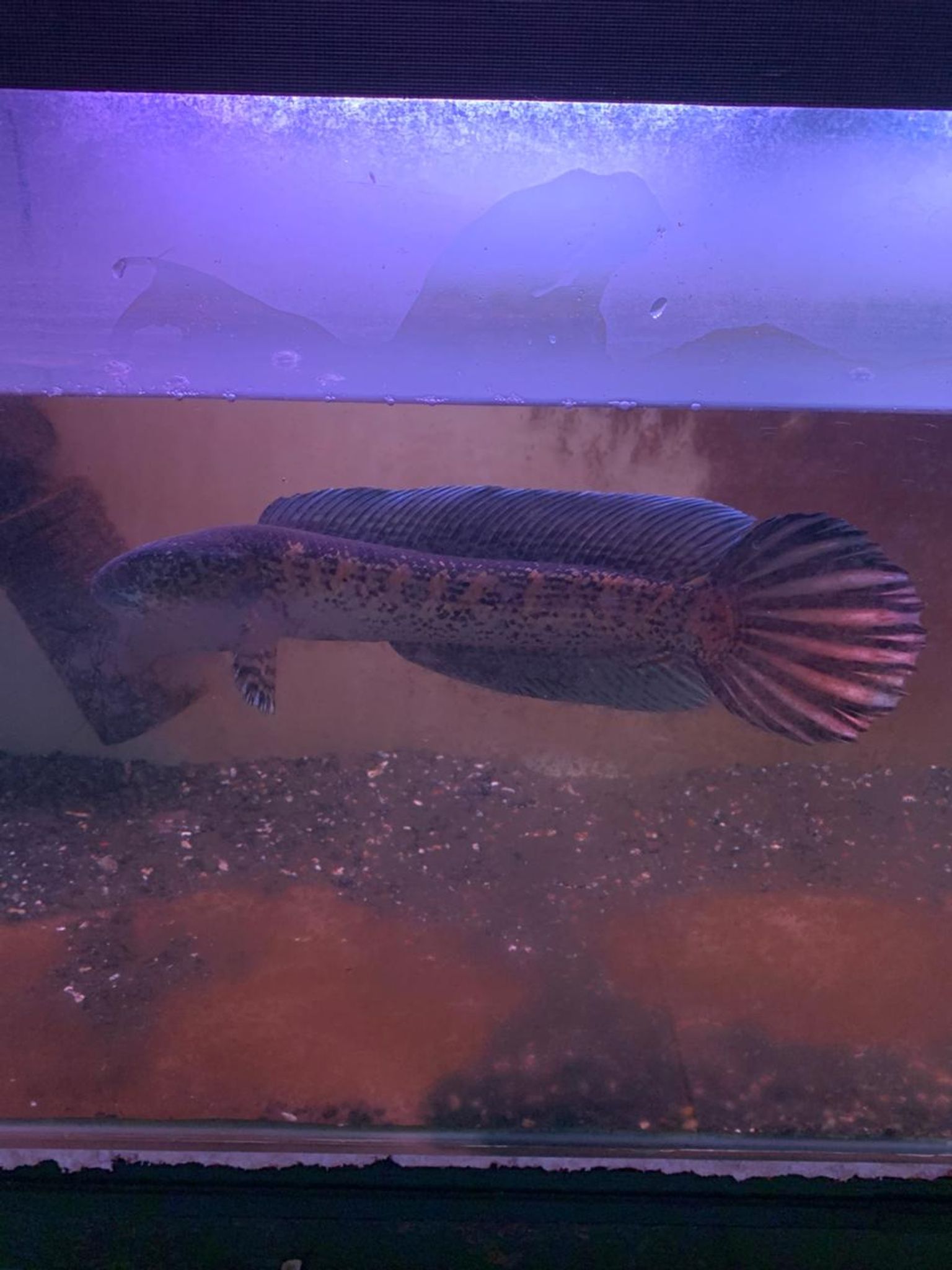 Channa Auranti Captive Breed Highfin