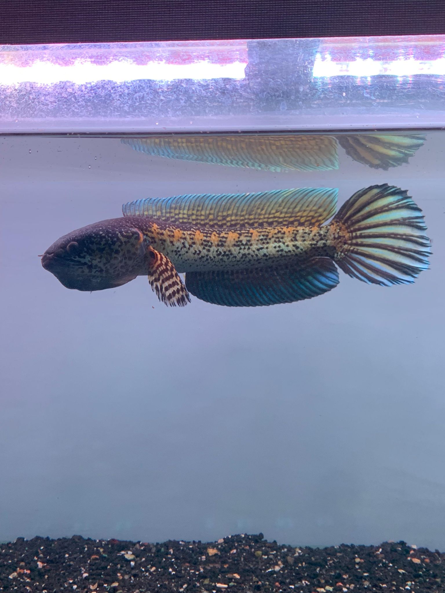 Channa Auranti Captive Breed Highfin