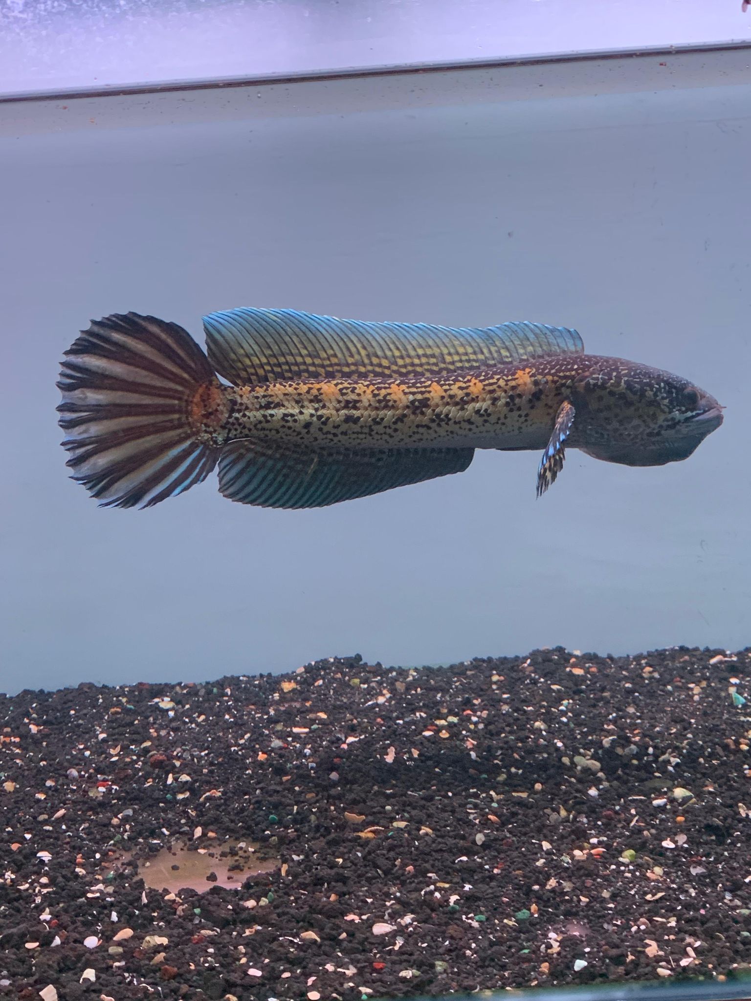 Channa Auranti Captive Breed Highfin