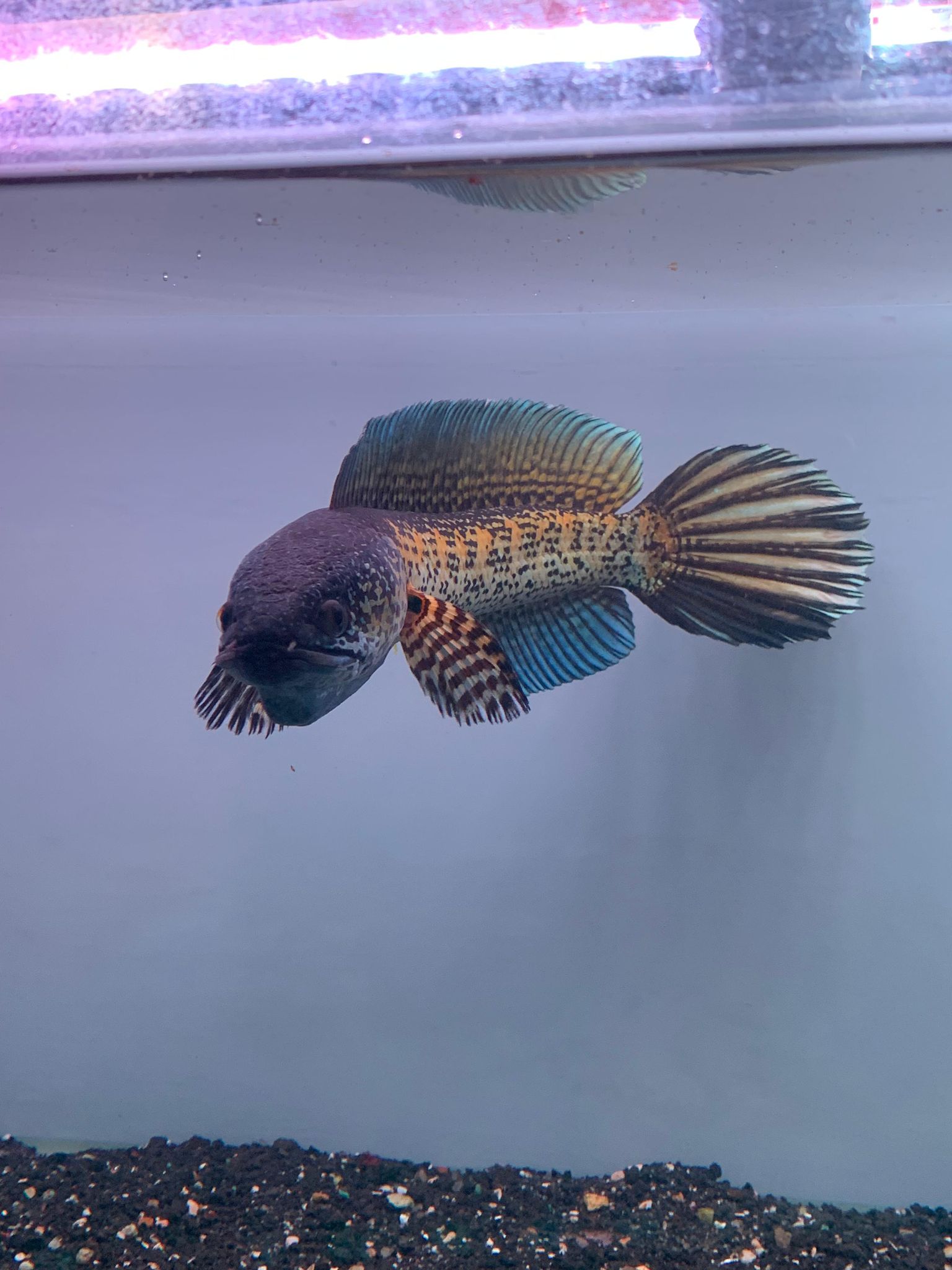 Channa Auranti Captive Breed Highfin