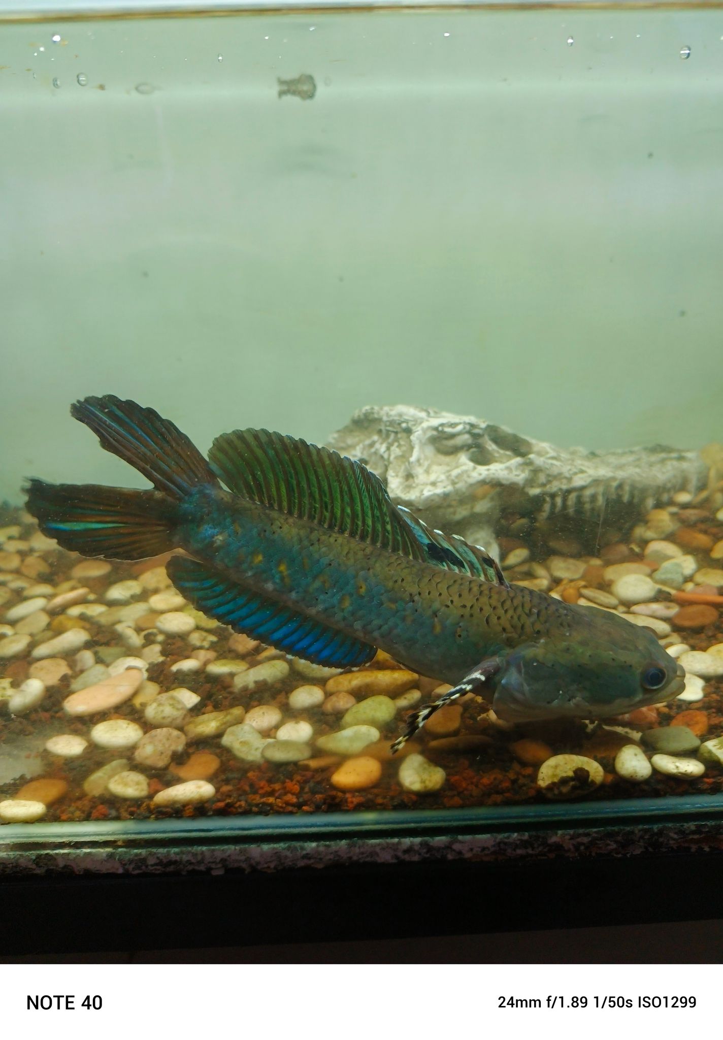 Channa Blue Pulchra Double Tail SB