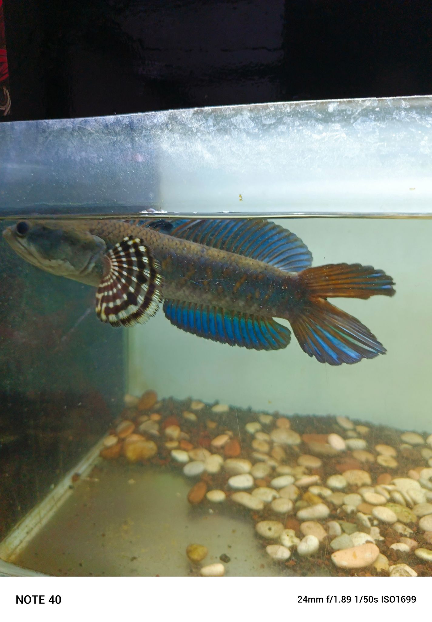 Channa Blue Pulchra Double Tail SB