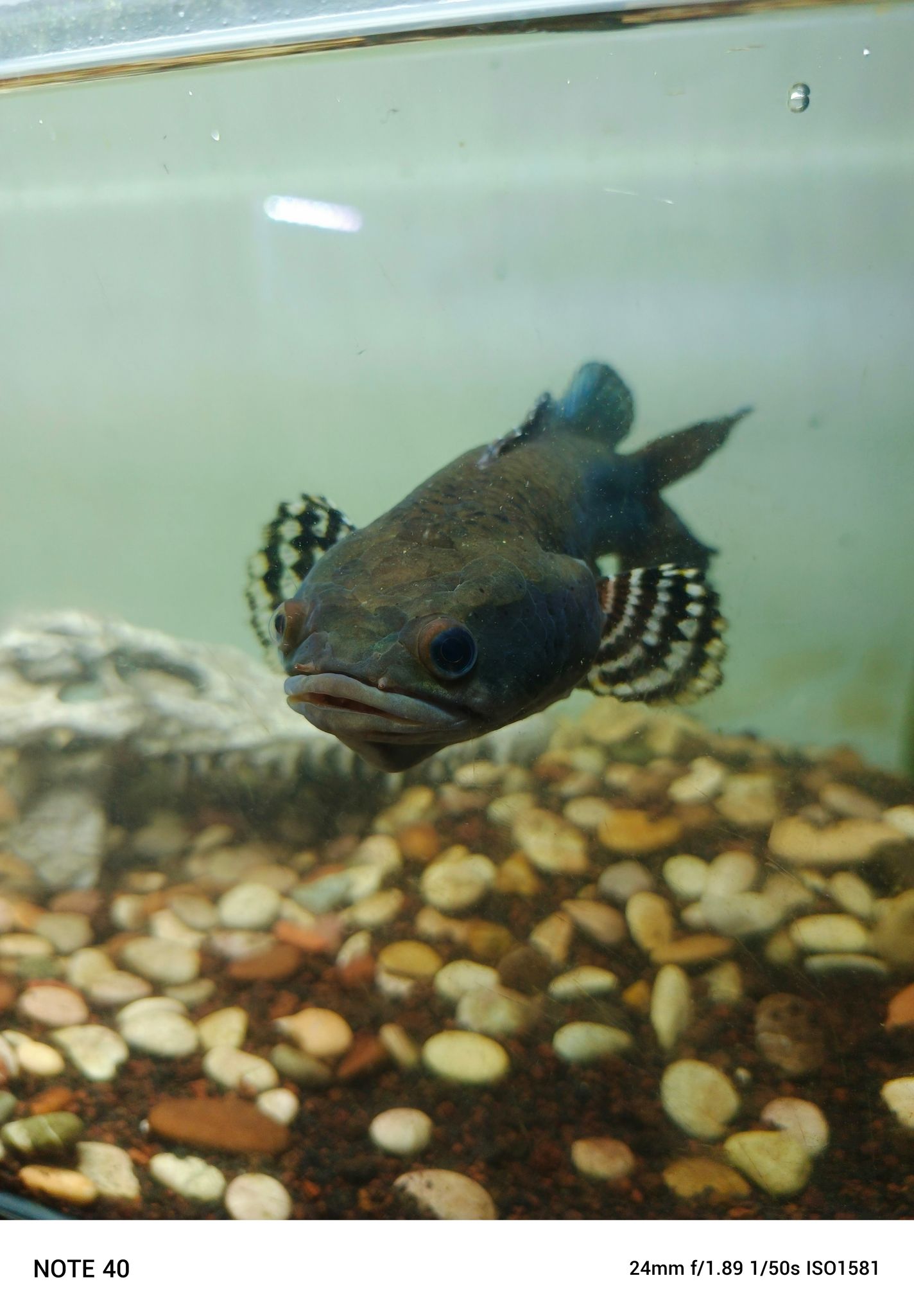 Channa Blue Pulchra Double Tail SB