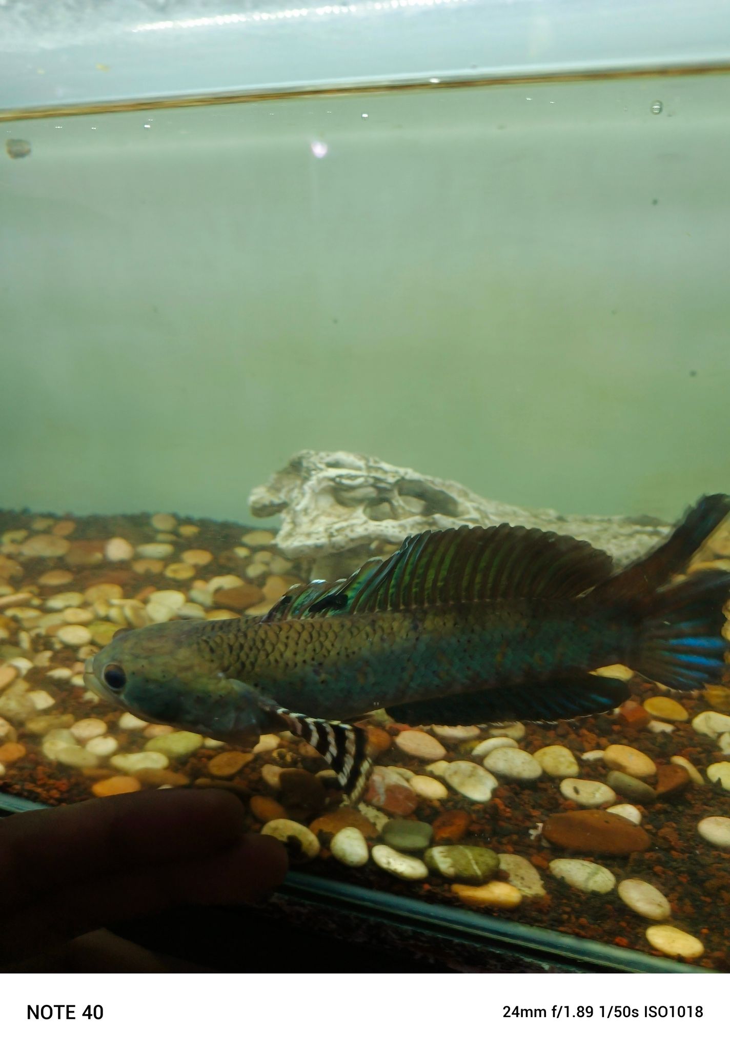 Channa Blue Pulchra Double Tail SB