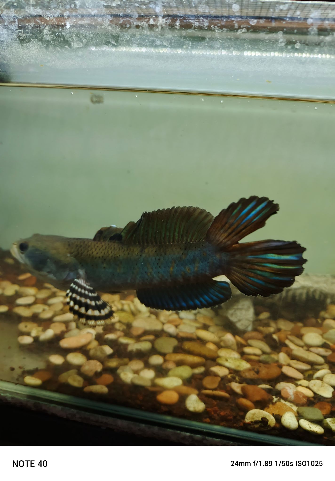 Channa Blue Pulchra Double Tail SB