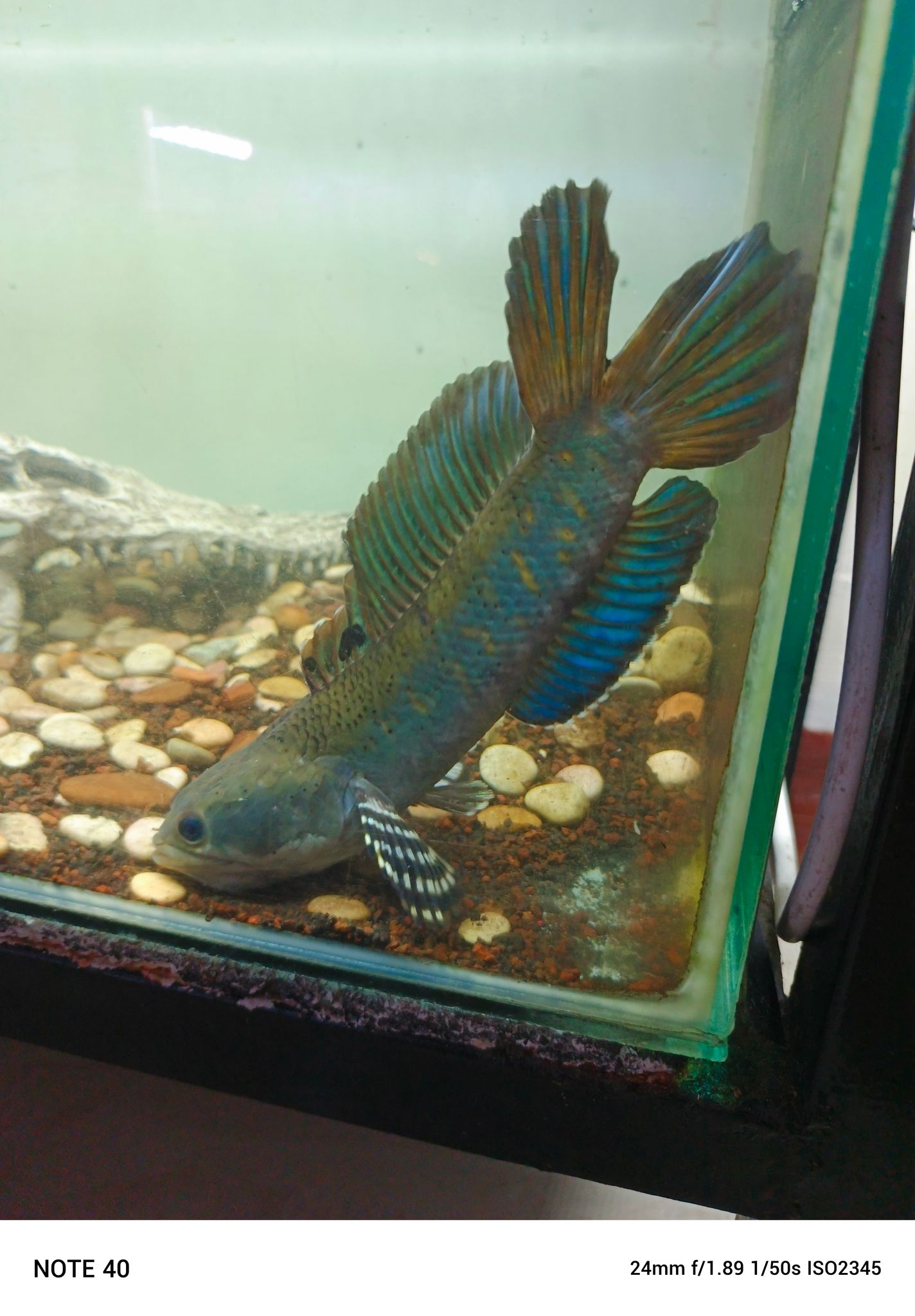 Channa Blue Pulchra Double Tail SB