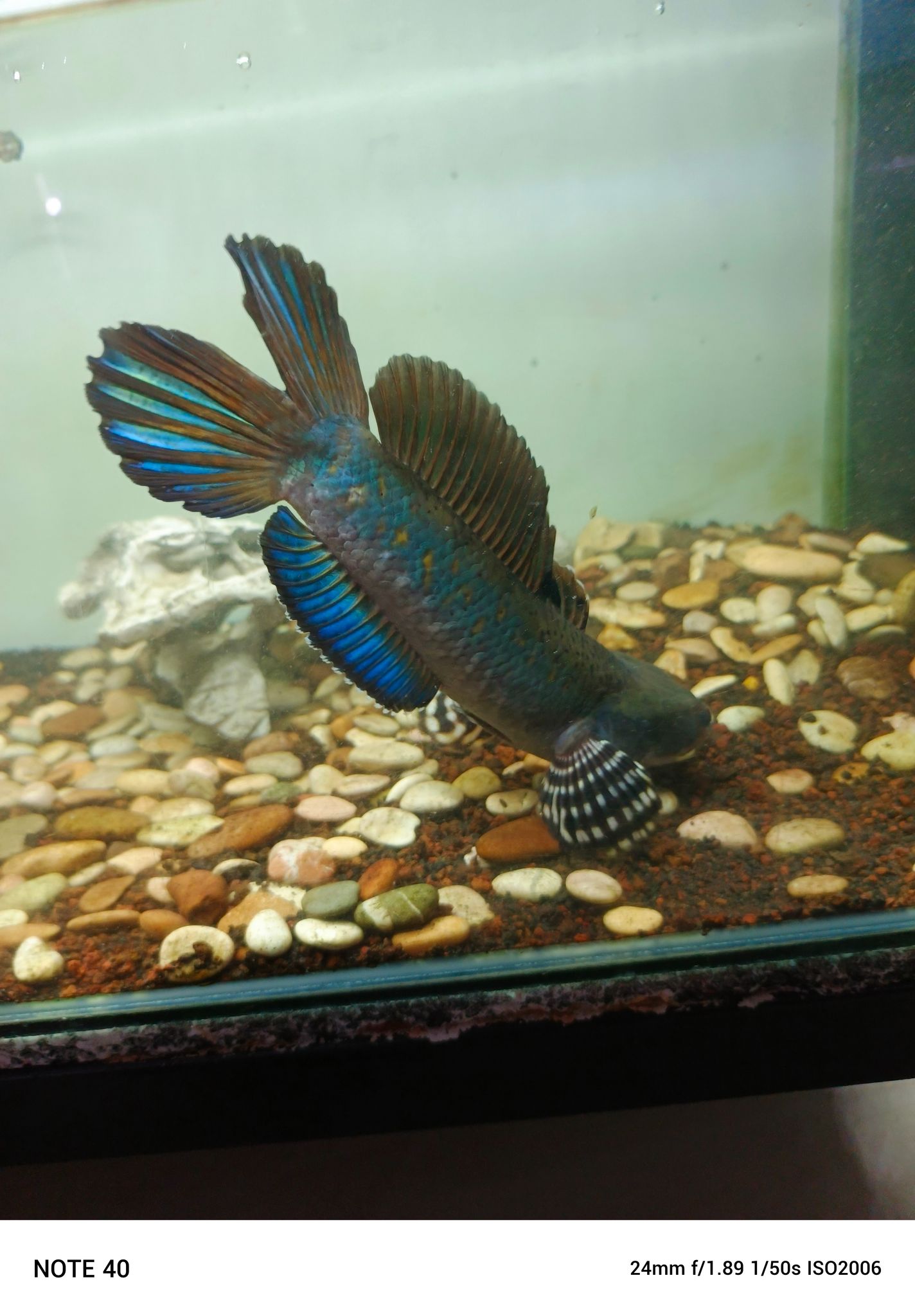 Channa Blue Pulchra Double Tail SB