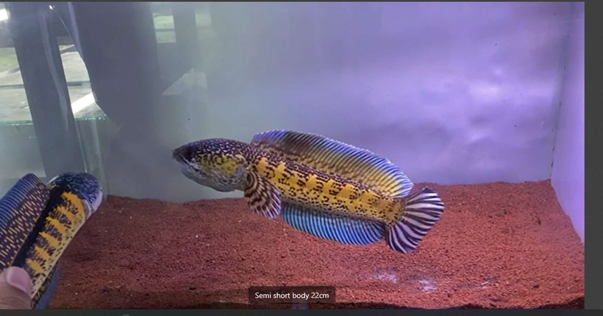 Channa Golden Cobra 22cm High Quality