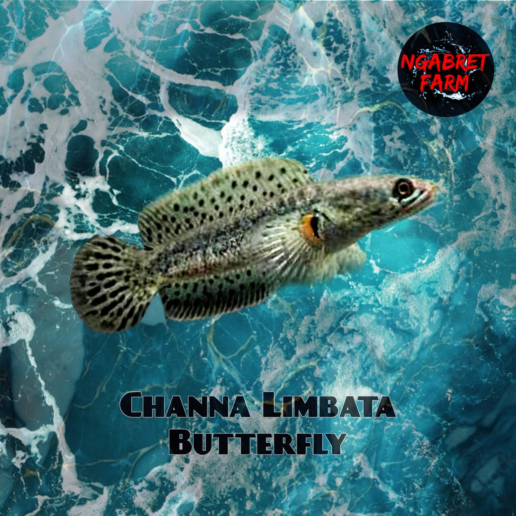 Channa Limbata Butterfly