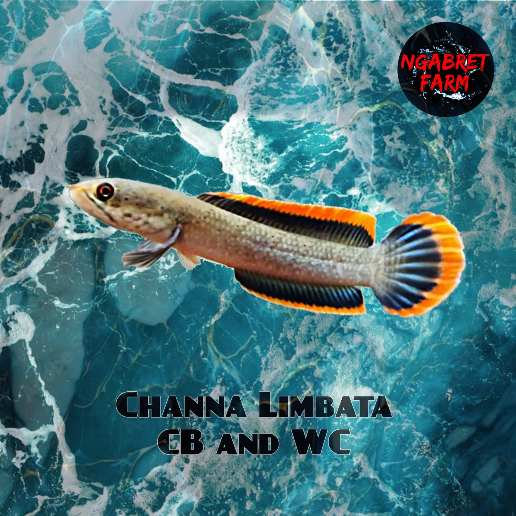 Channa Limbata CB & WC