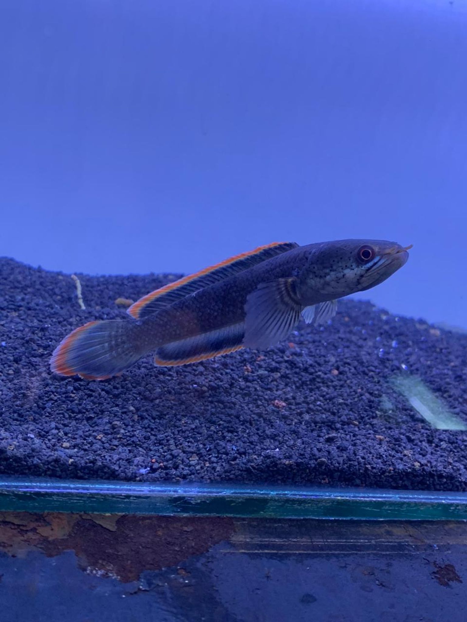 Channa Limbata CB & WC Highfin