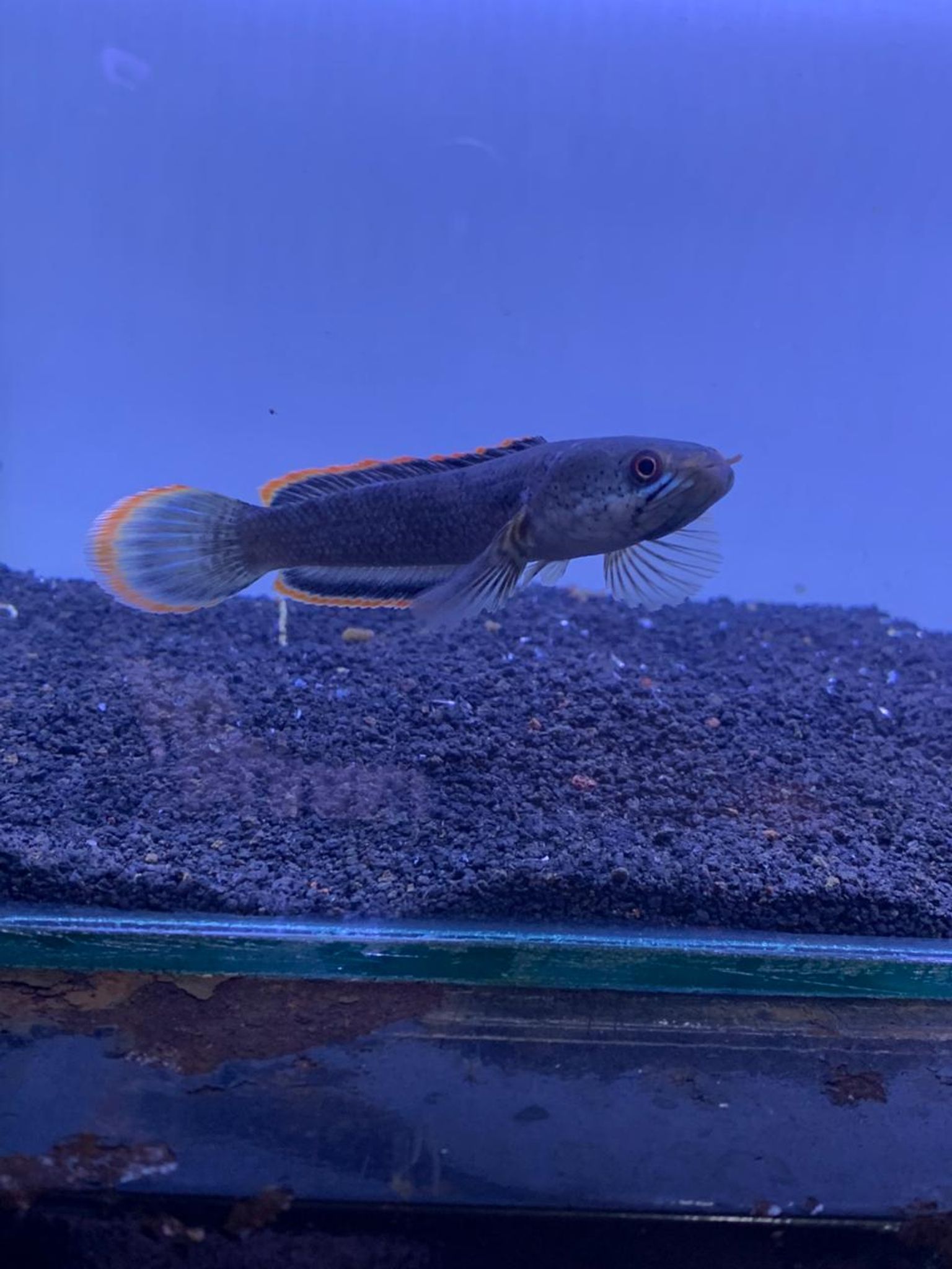 Channa Limbata CB & WC Highfin