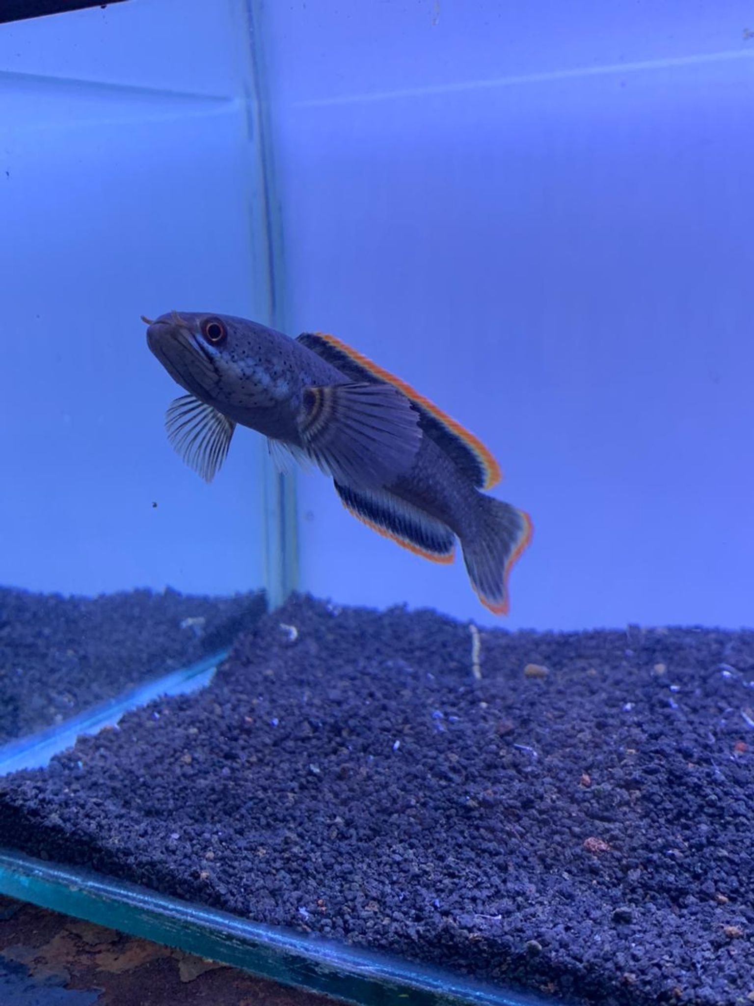 Channa Limbata CB & WC Highfin