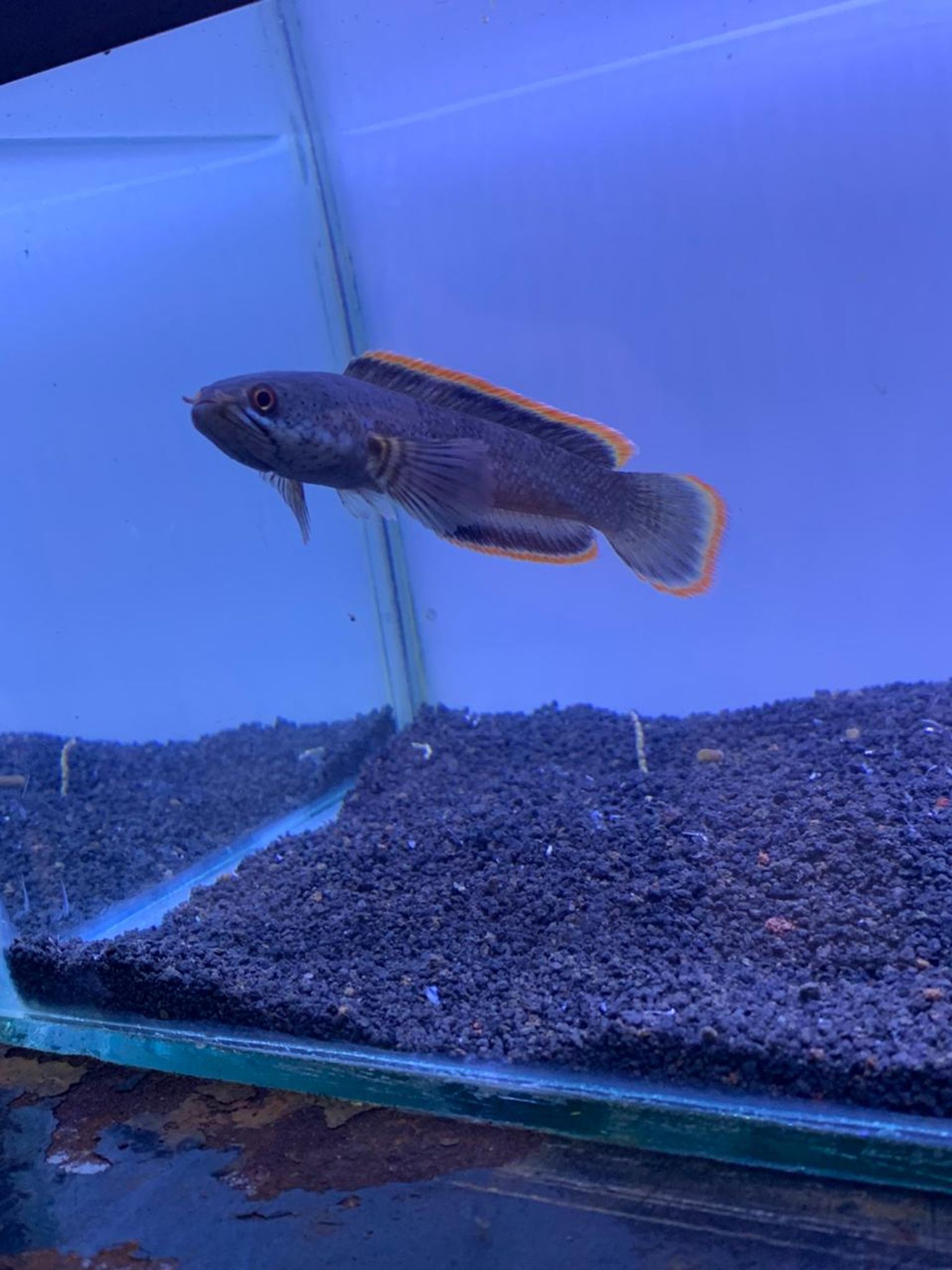 Channa Limbata CB & WC Highfin