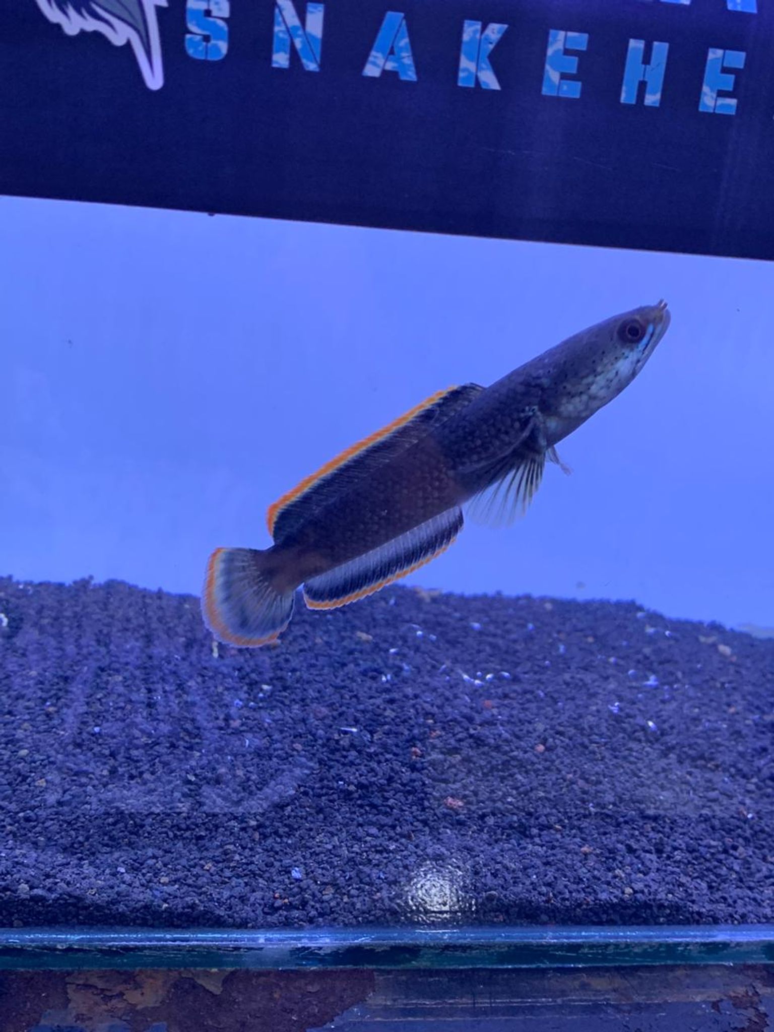 Channa Limbata CB & WC Highfin