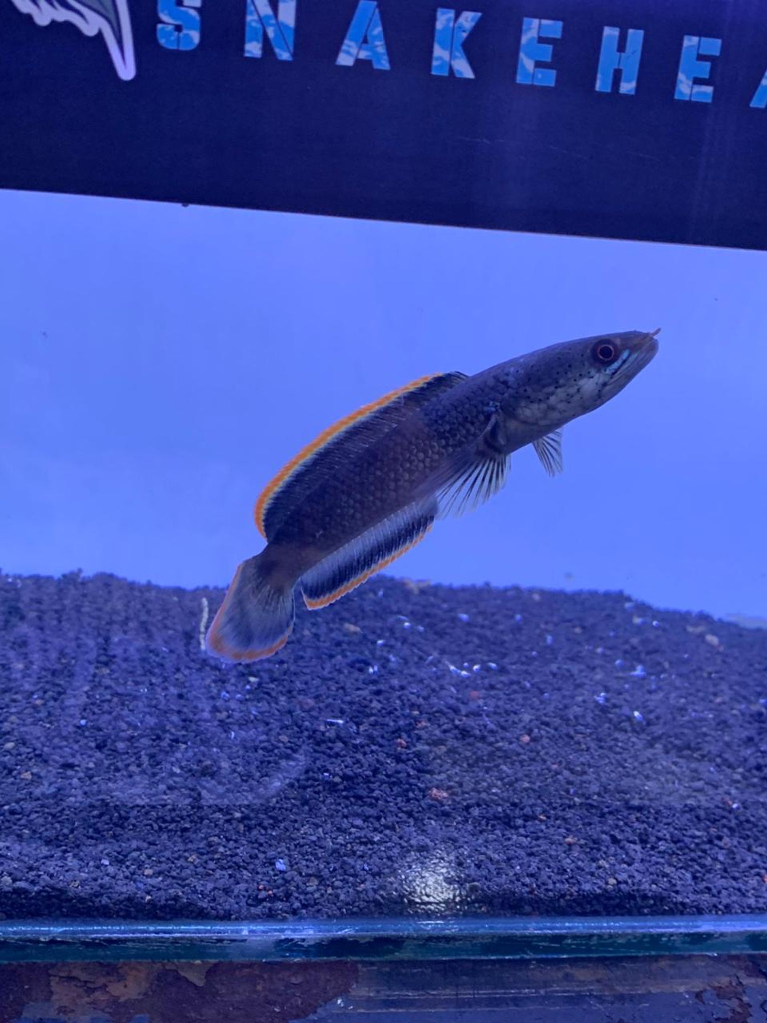 Channa Limbata CB & WC Highfin