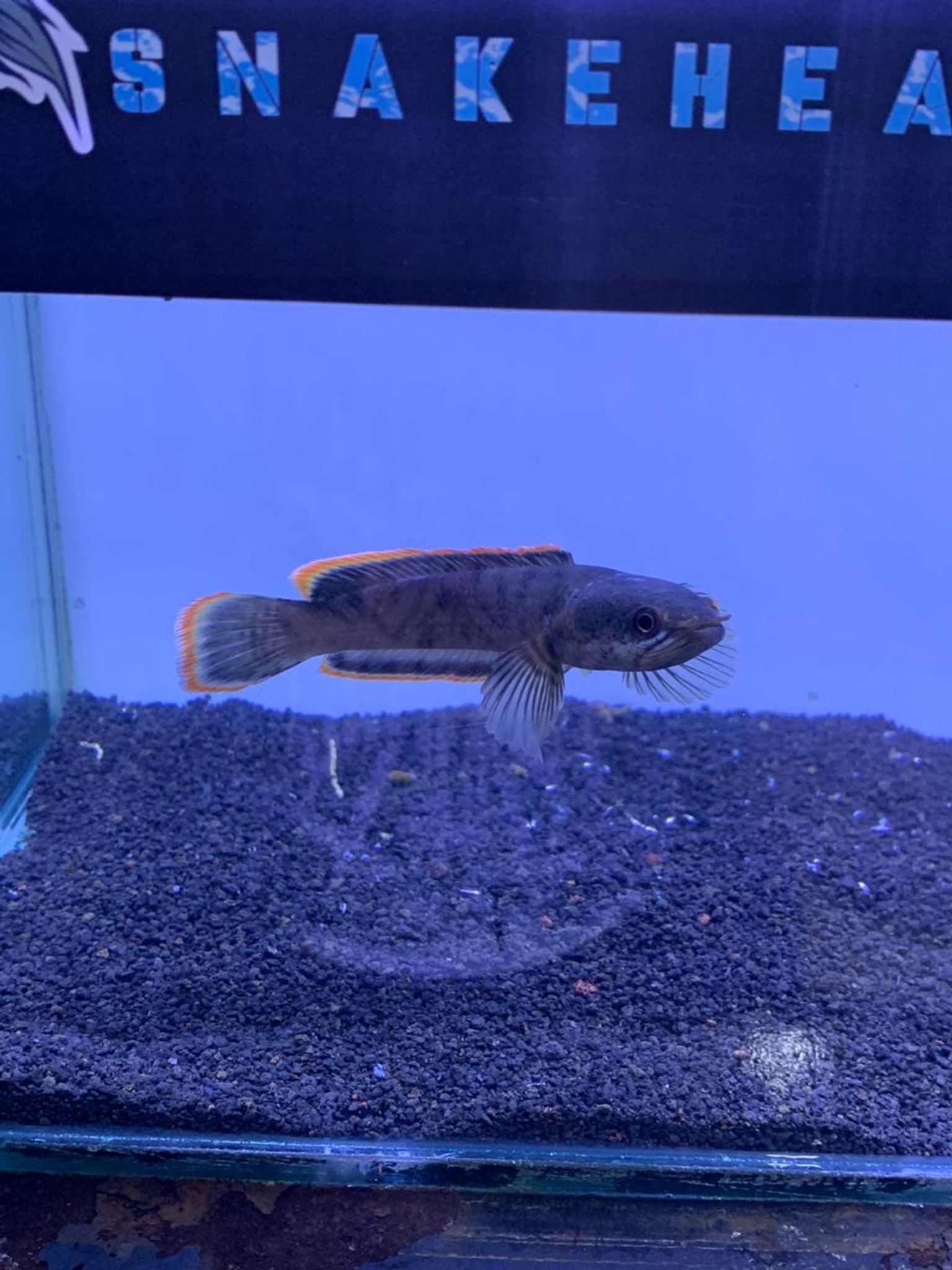 Channa Limbata CB & WC Highfin