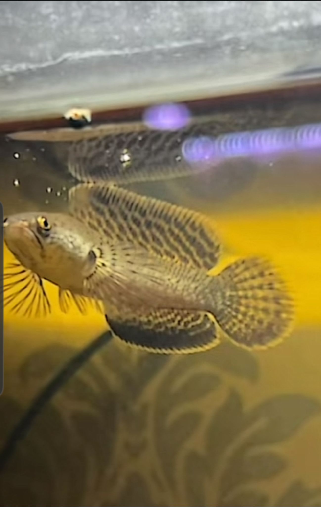 Channa Limbata HF short body