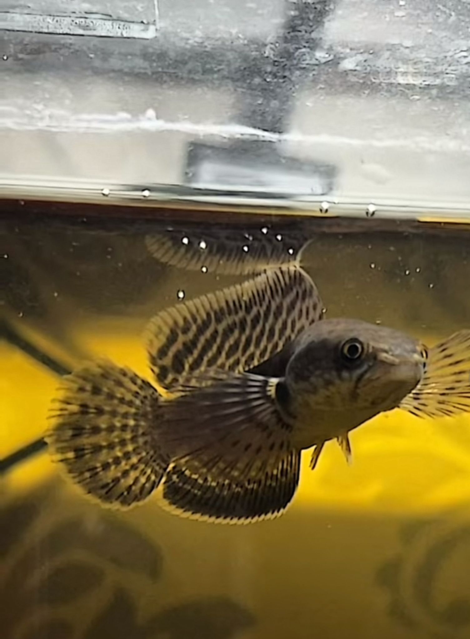 Channa Limbata HF short body
