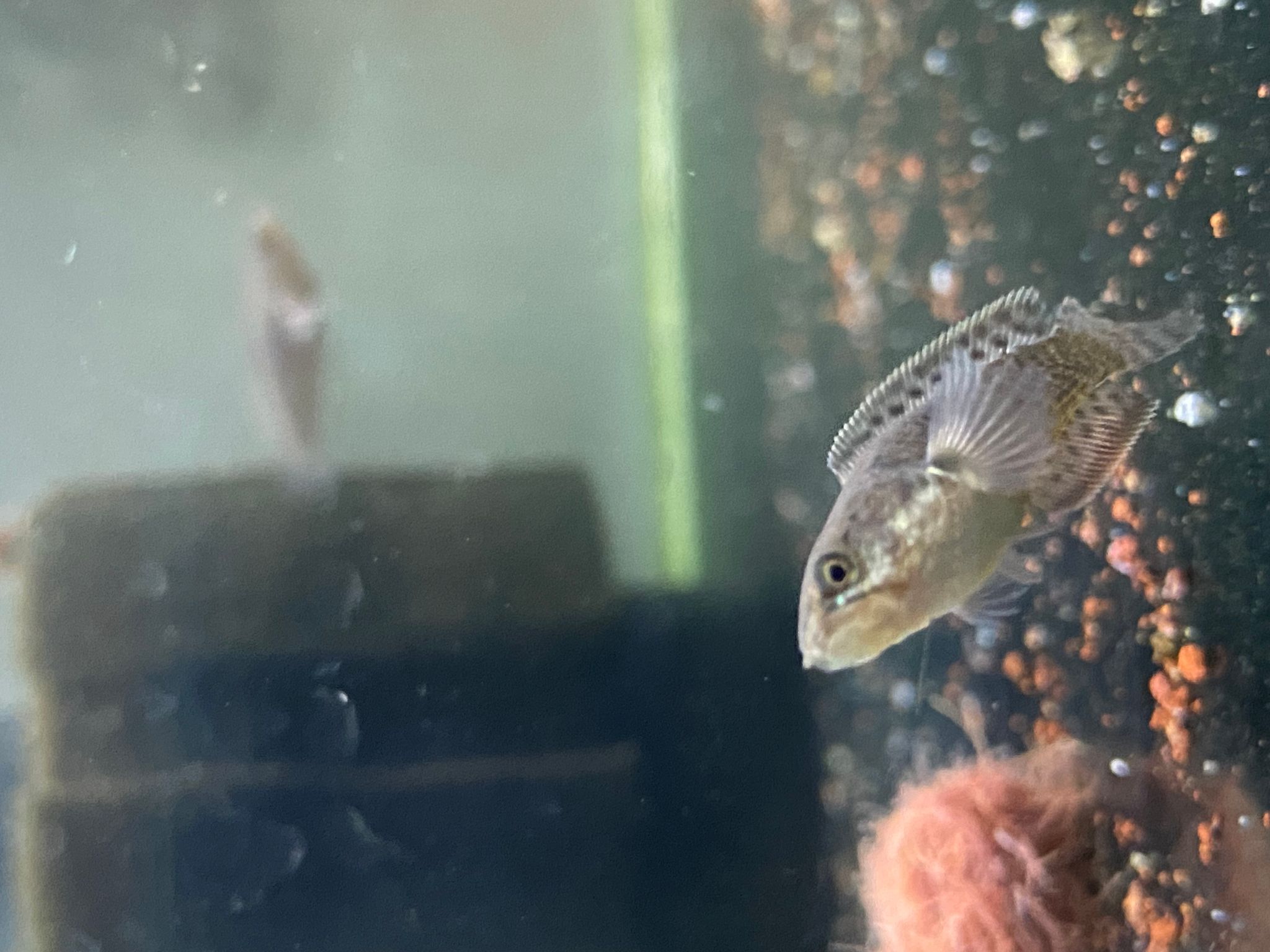 Channa Limbata HF short body