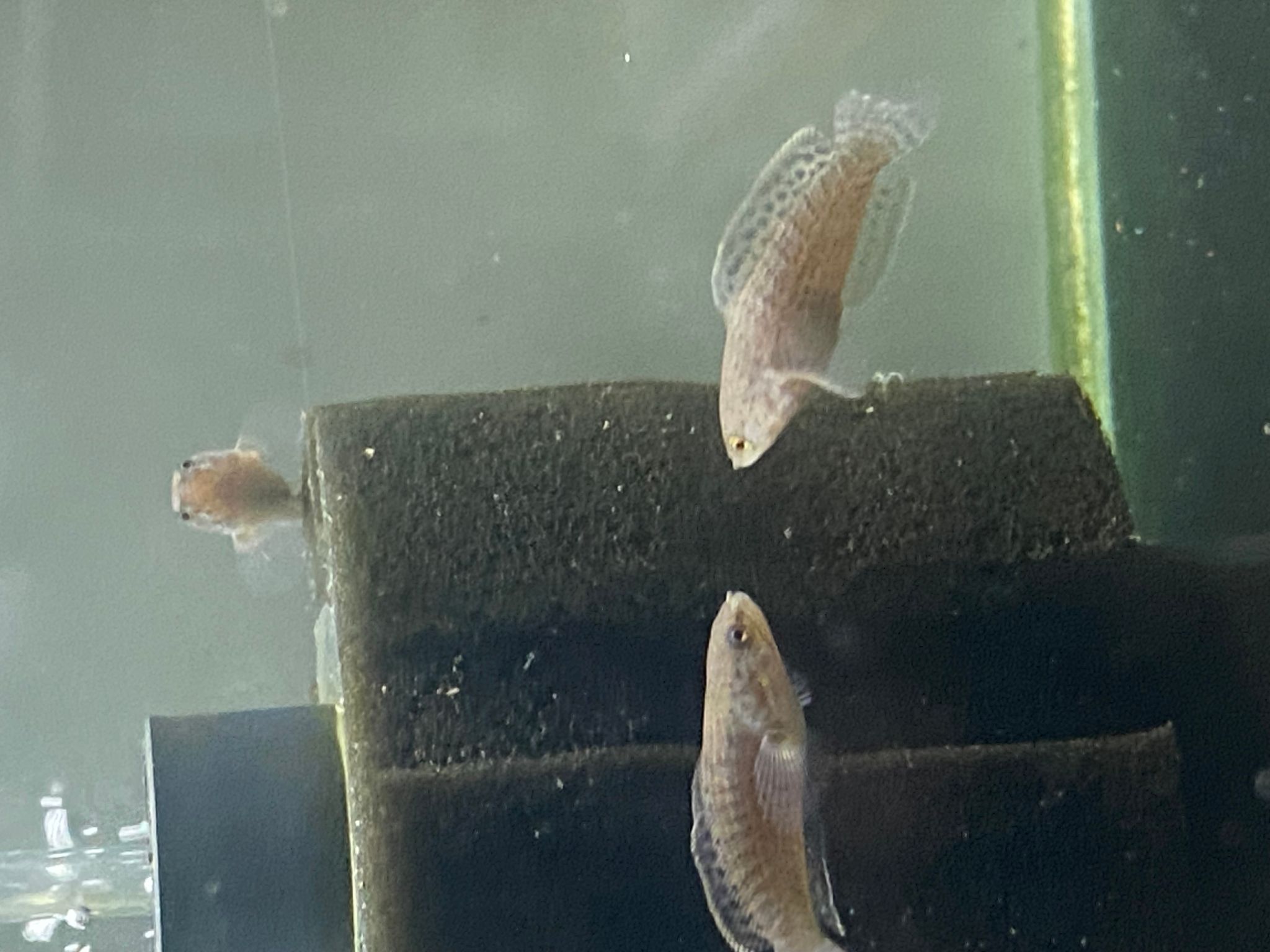 Channa Limbata HF short body