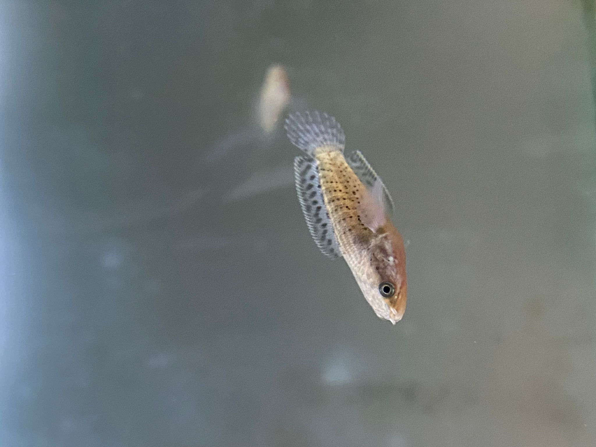 Channa Limbata HF short body