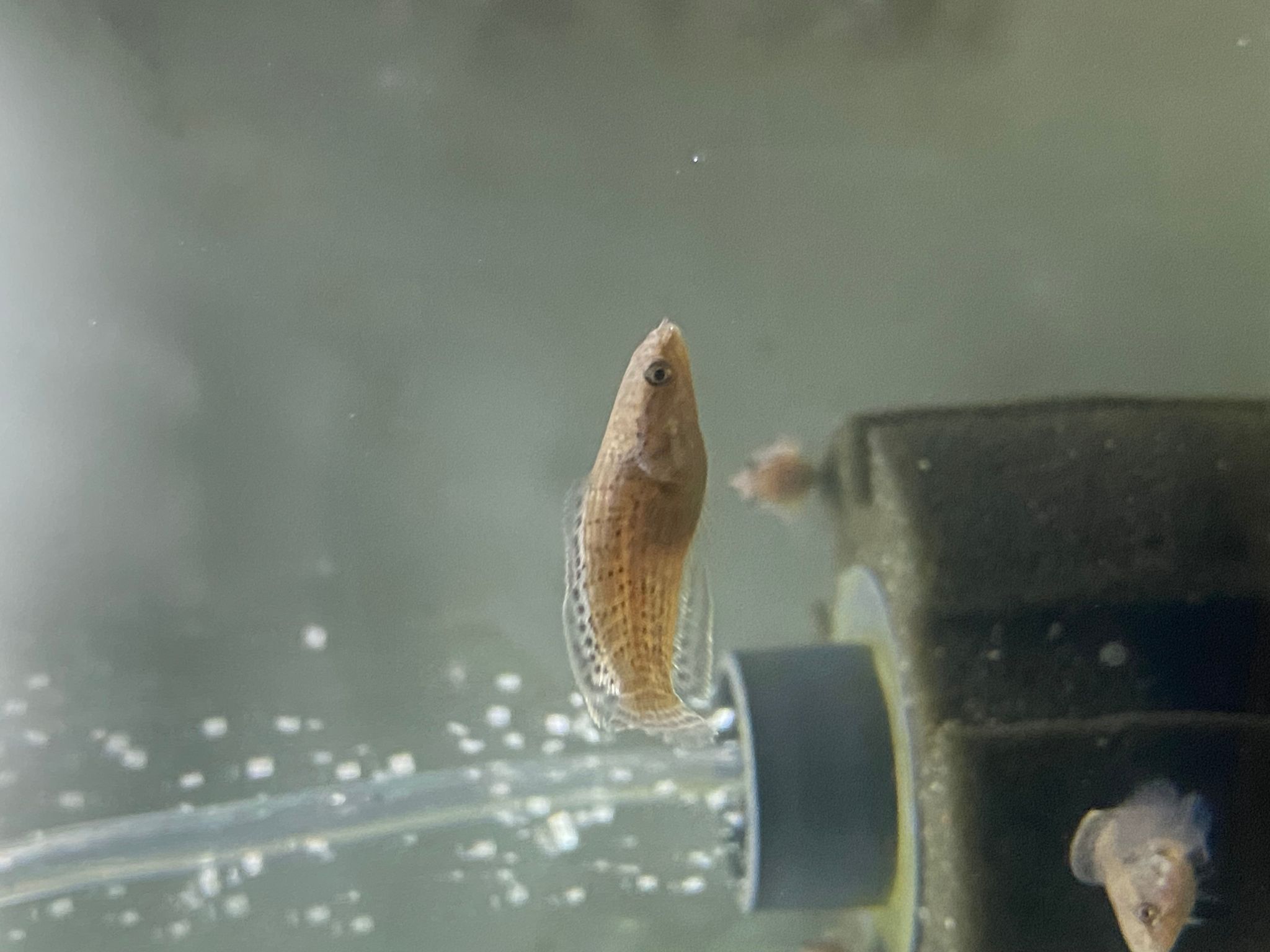 Channa Limbata HF short body