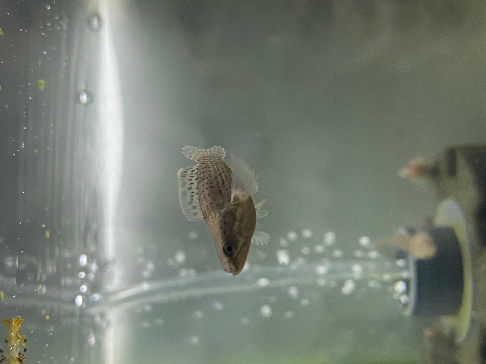 Channa Limbata HF short body