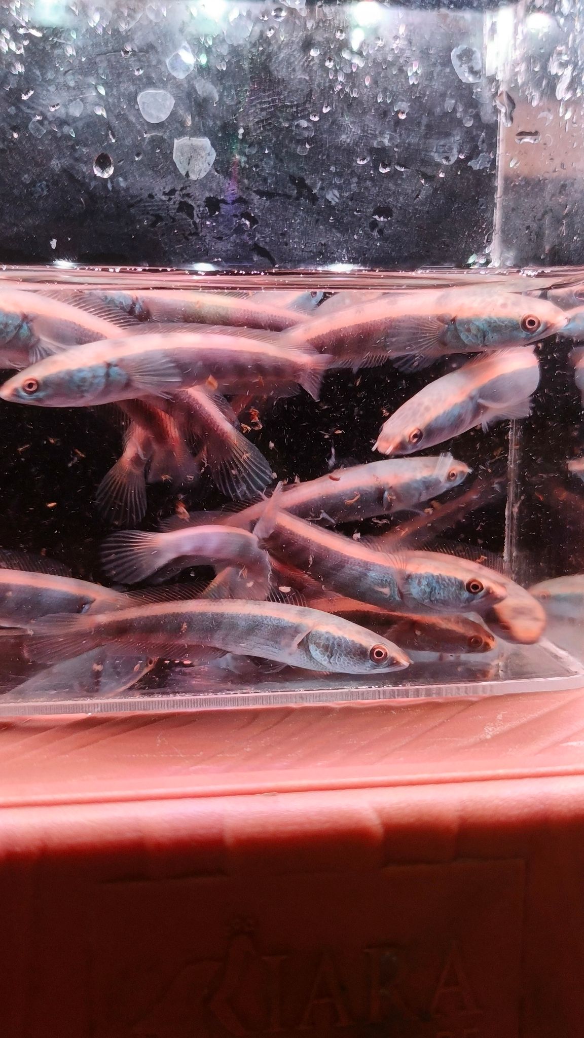 Channa Red Maruliodes (BAUNG lake/SBK) super red