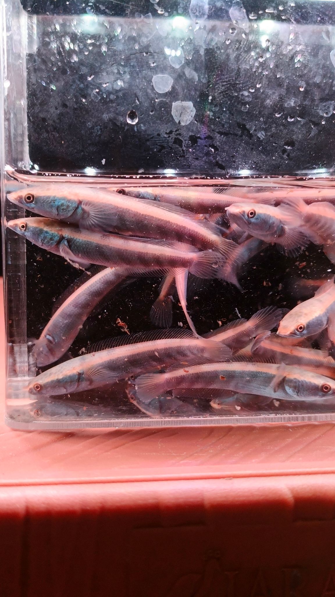Channa Red Maruliodes (BAUNG lake/SBK) super red