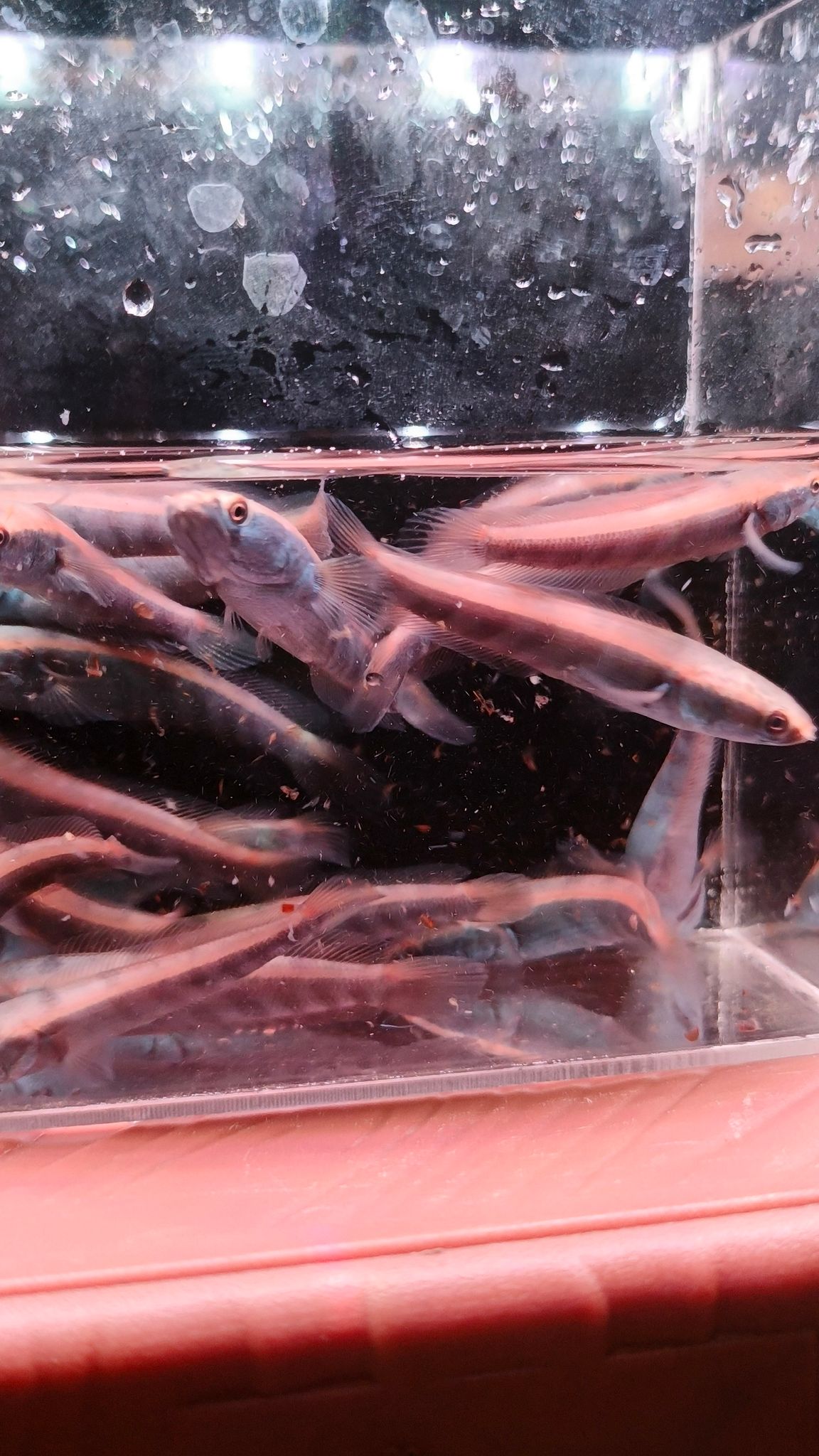 Channa Red Maruliodes (BAUNG lake/SBK) super red