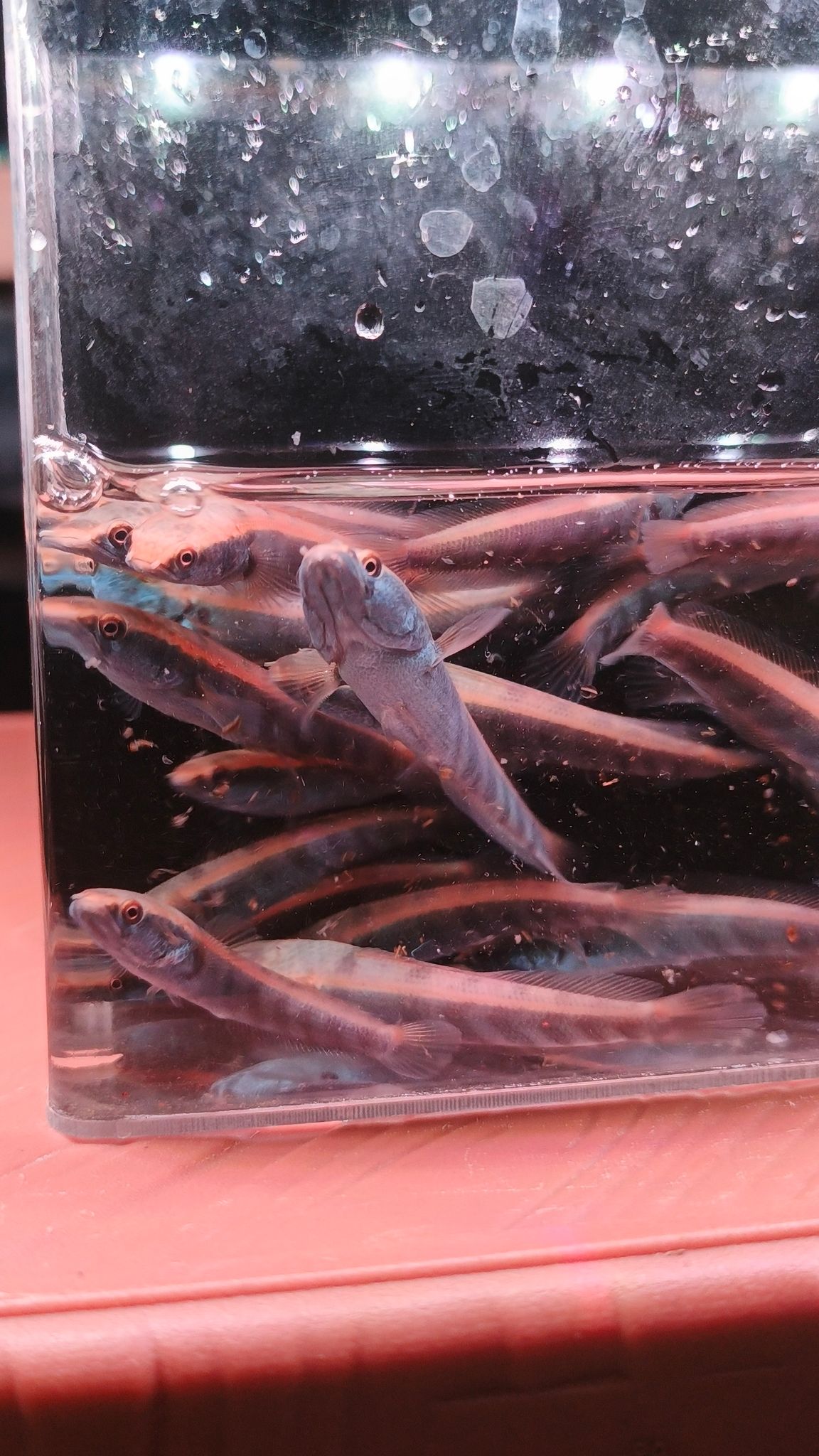 Channa Red Maruliodes (BAUNG lake/SBK) super red
