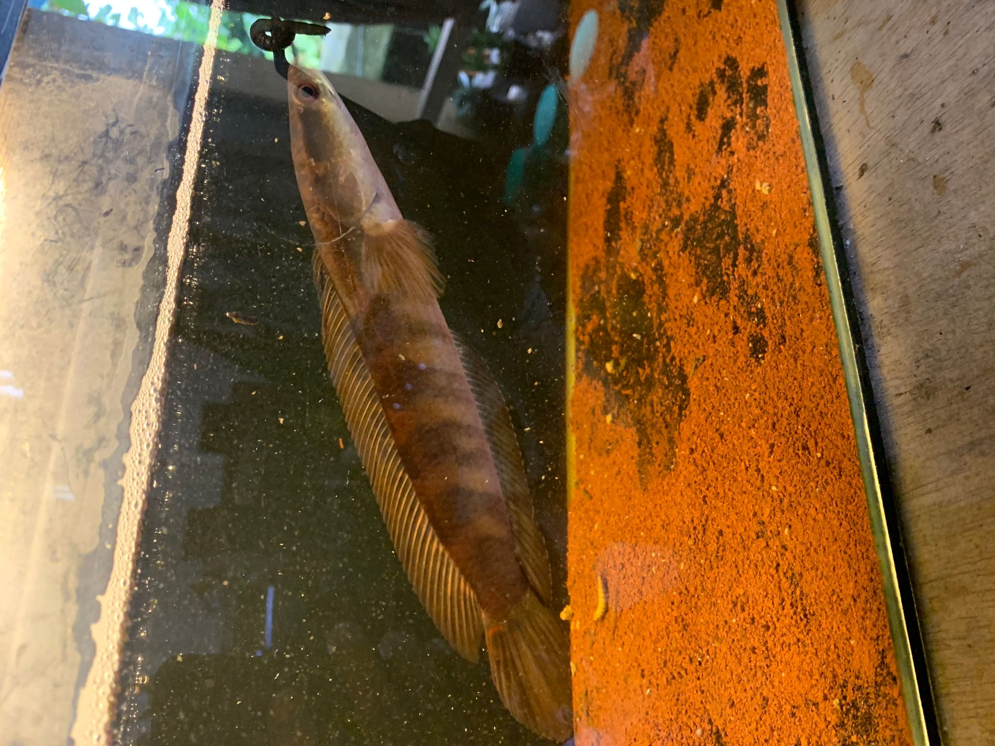 Channa Red Maruliodes Kapuas