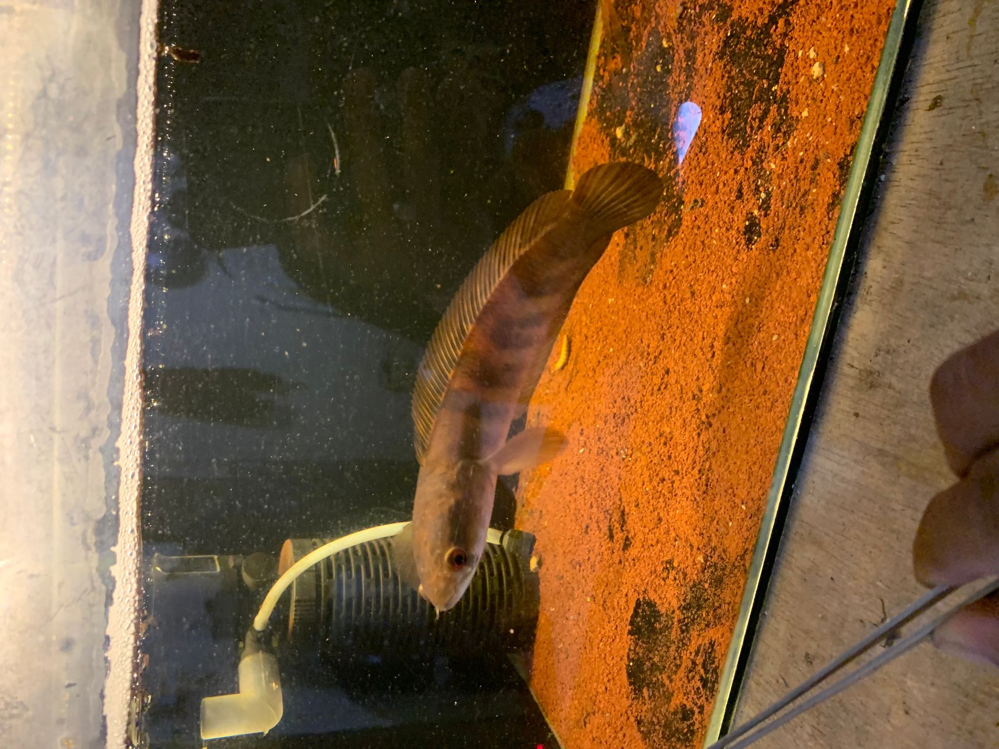 Channa Red Maruliodes Kapuas