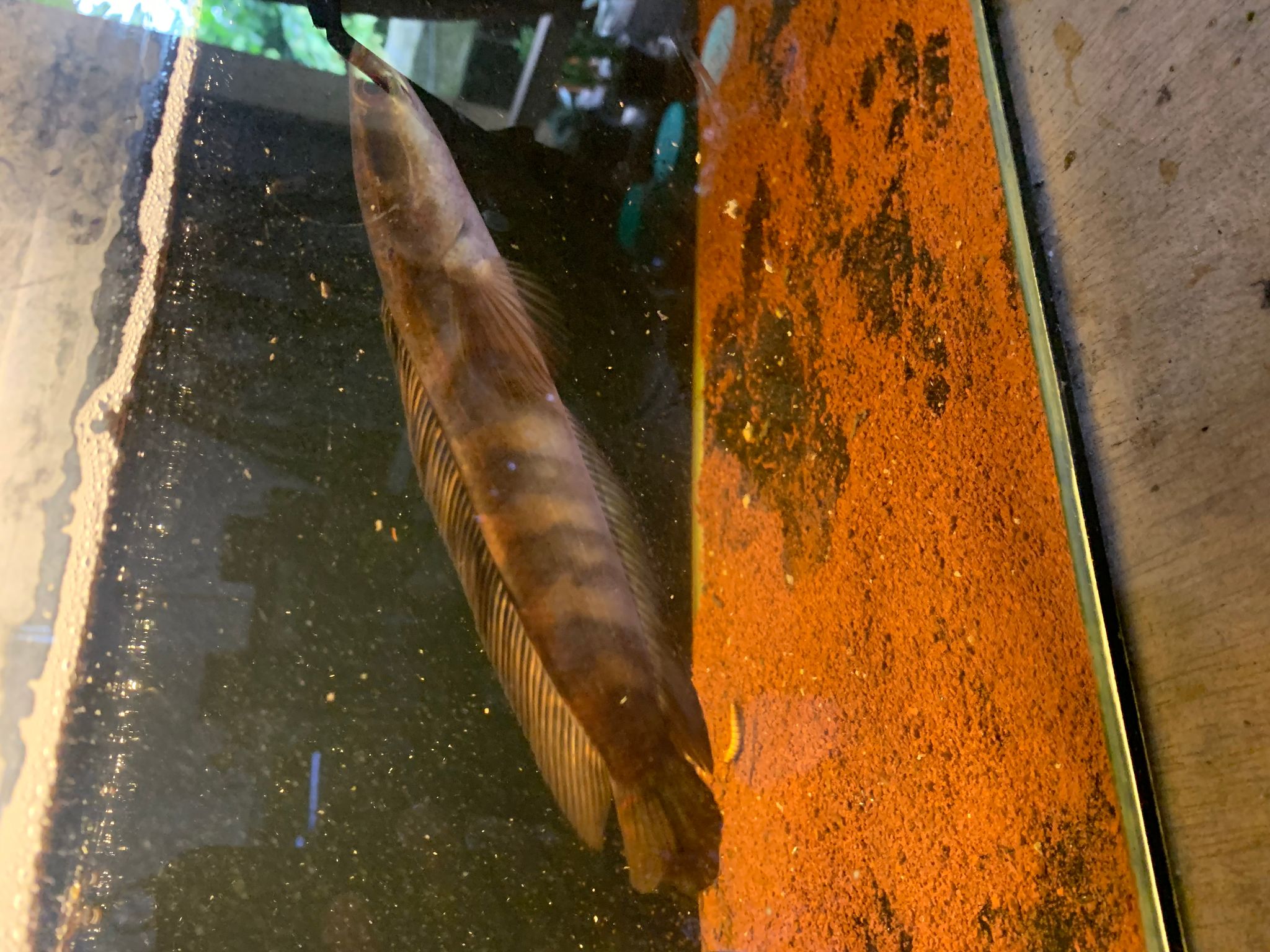 Channa Red Maruliodes Kapuas