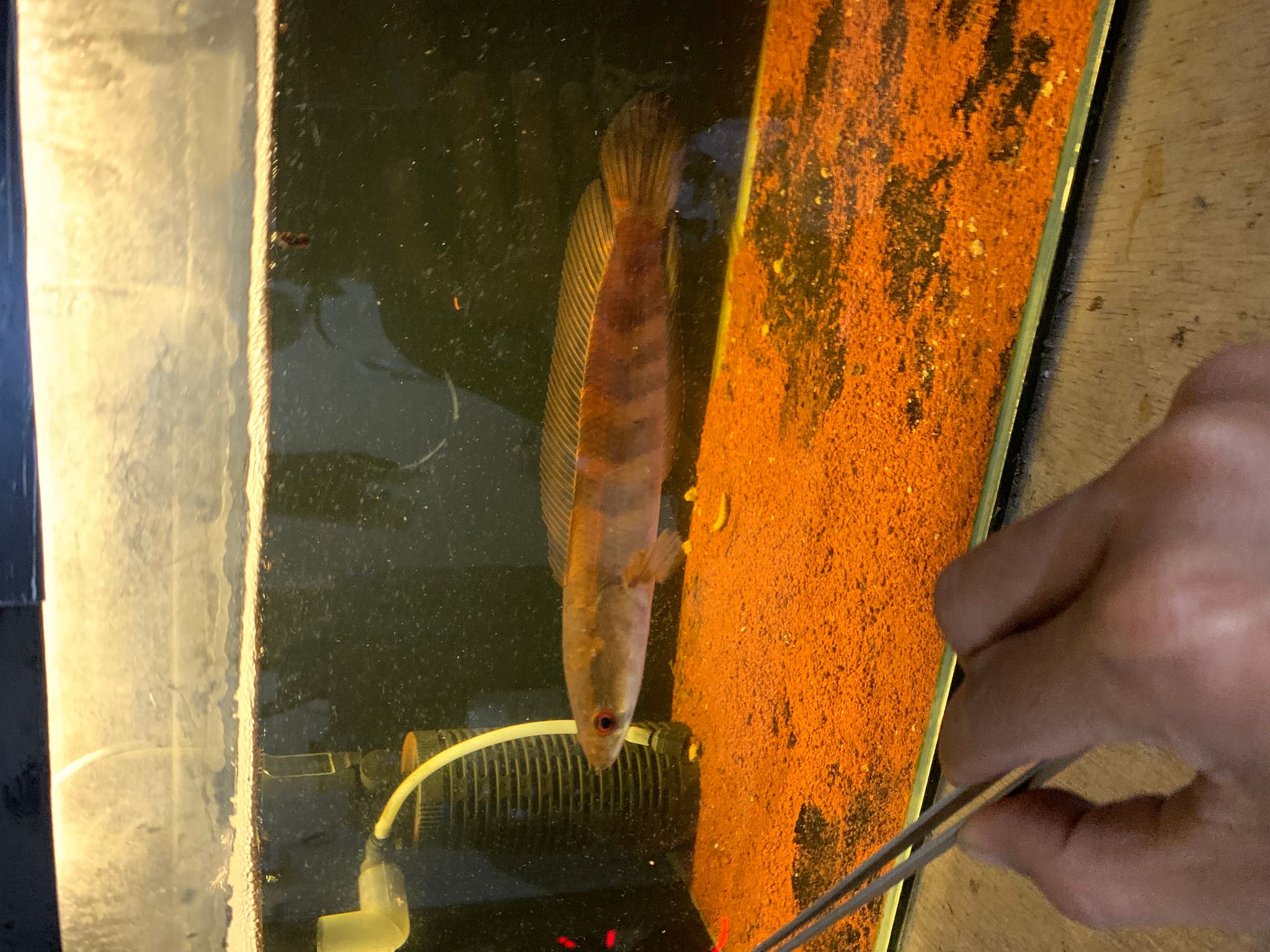 Channa Red Maruliodes Kapuas