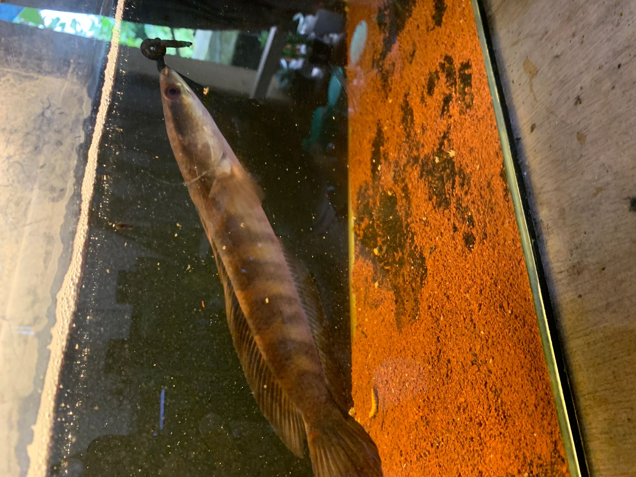 Channa Red Maruliodes Kapuas
