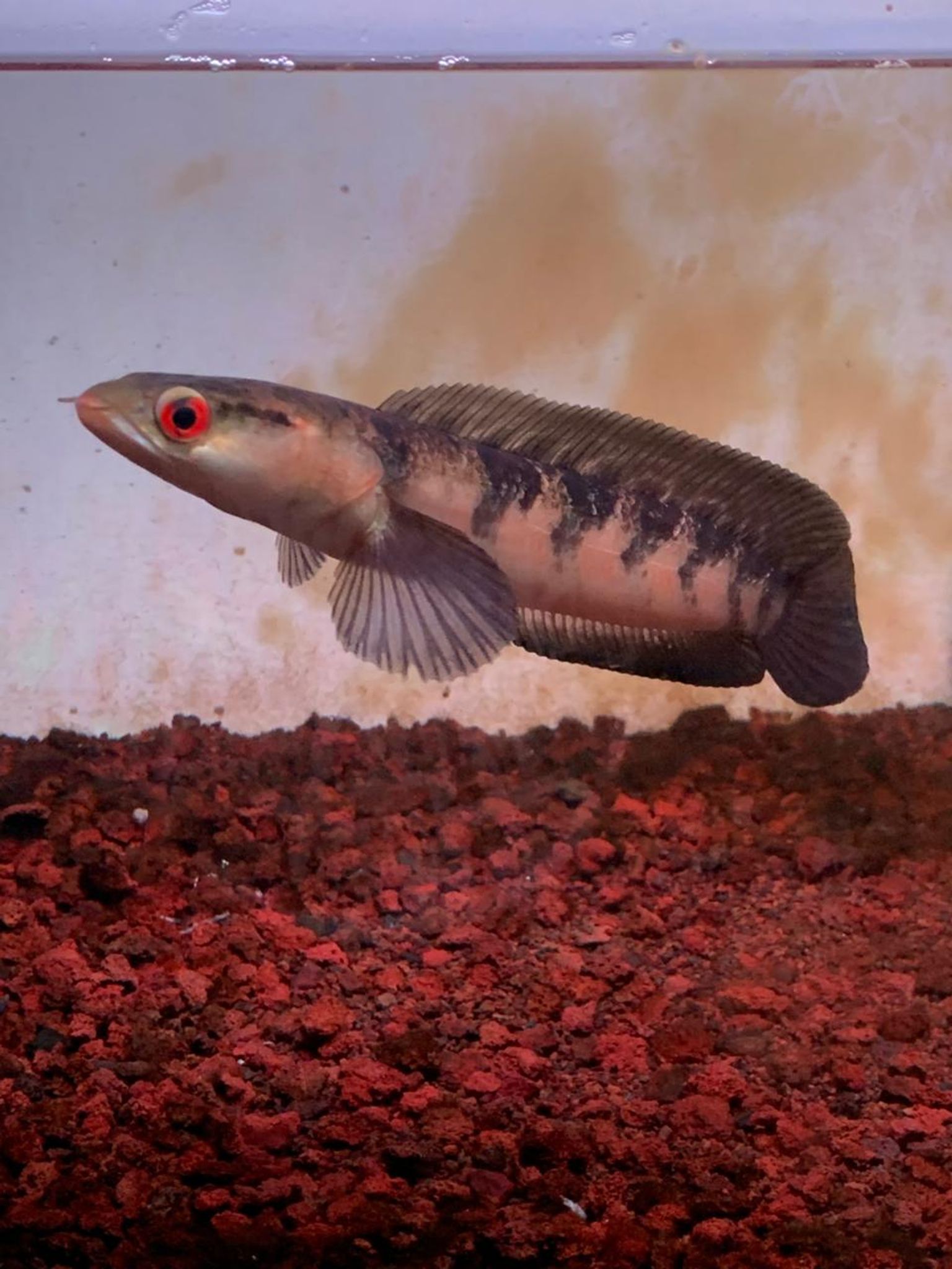 Channa Red Maruliodes SBK (Sungai Buluh Kecil)