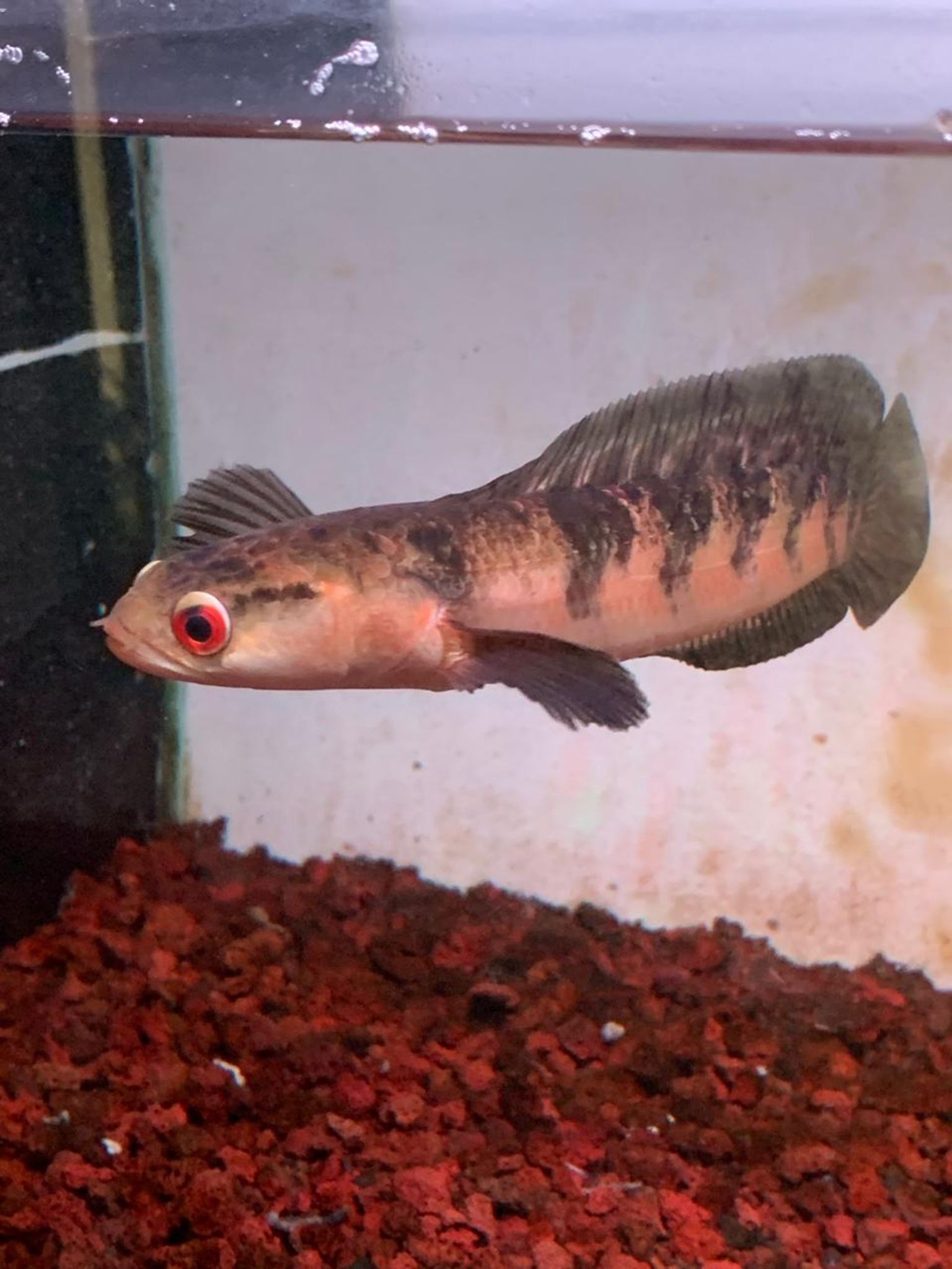 Channa Red Maruliodes SBK (Sungai Buluh Kecil)