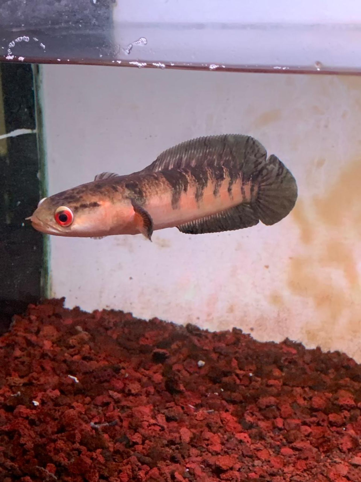 Channa Red Maruliodes SBK (Sungai Buluh Kecil)