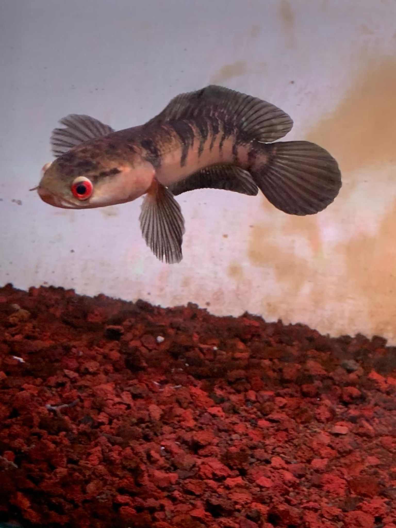 Channa Red Maruliodes SBK (Sungai Buluh Kecil)