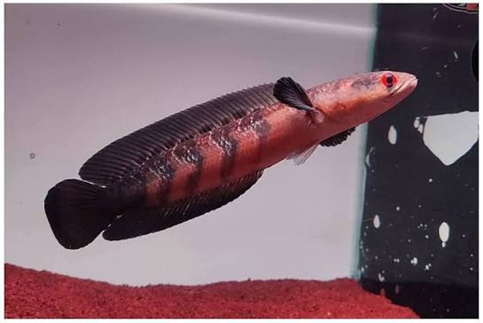 Channa Red Maruliodes SBK (Sungai Buluh Kecil)