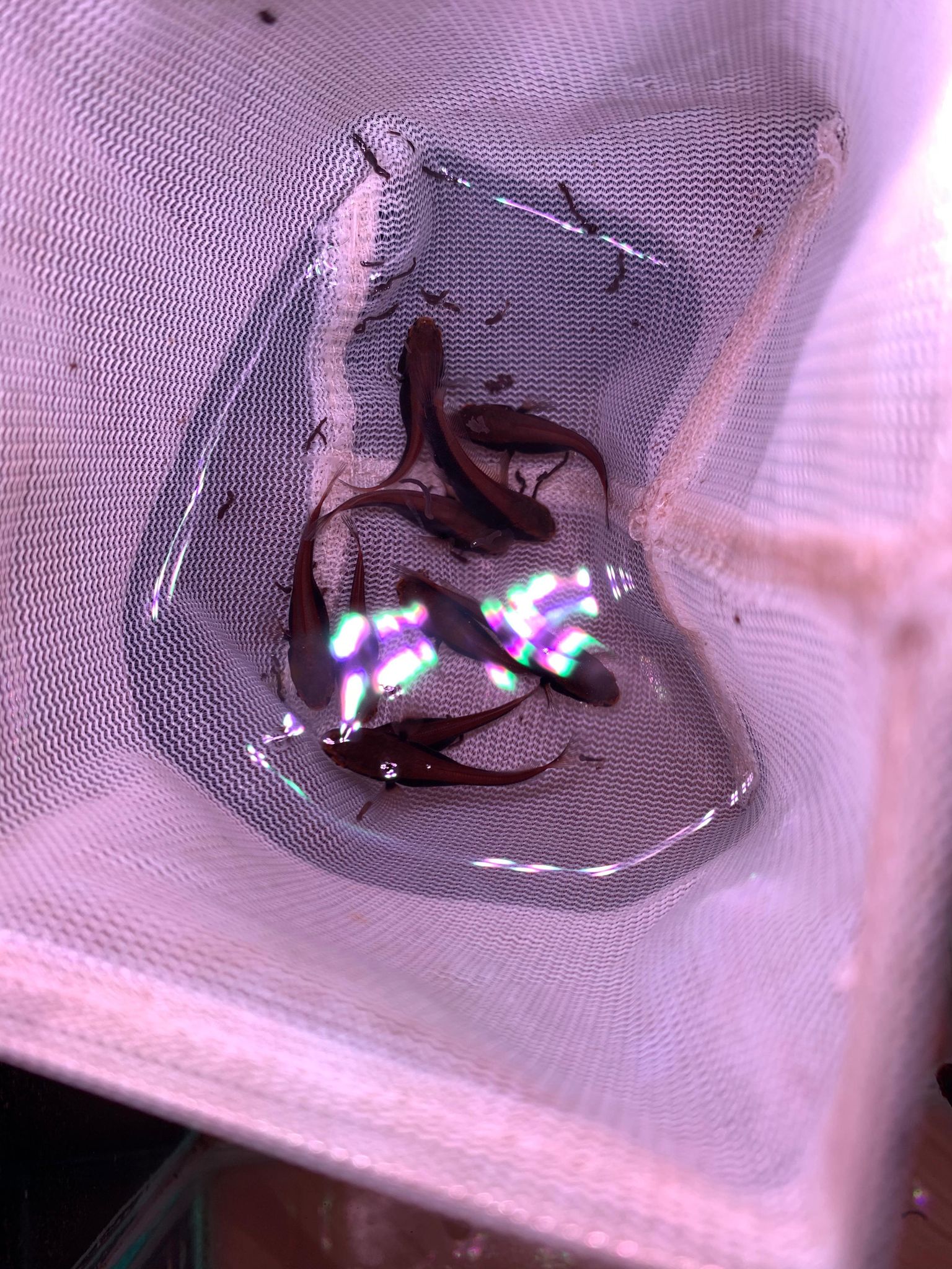 Channa Red Maruliodes (BAUNG lake/SBK) super red