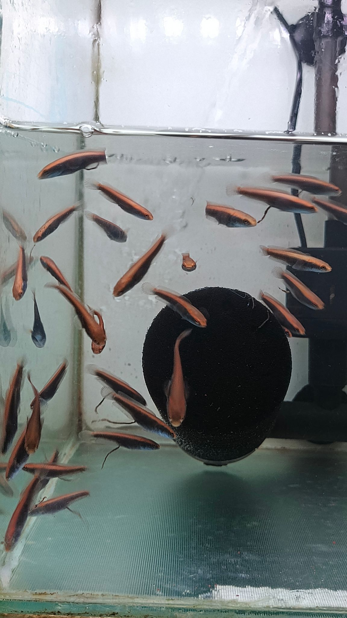 Channa Red Maruliodes (BAUNG lake/SBK) super red