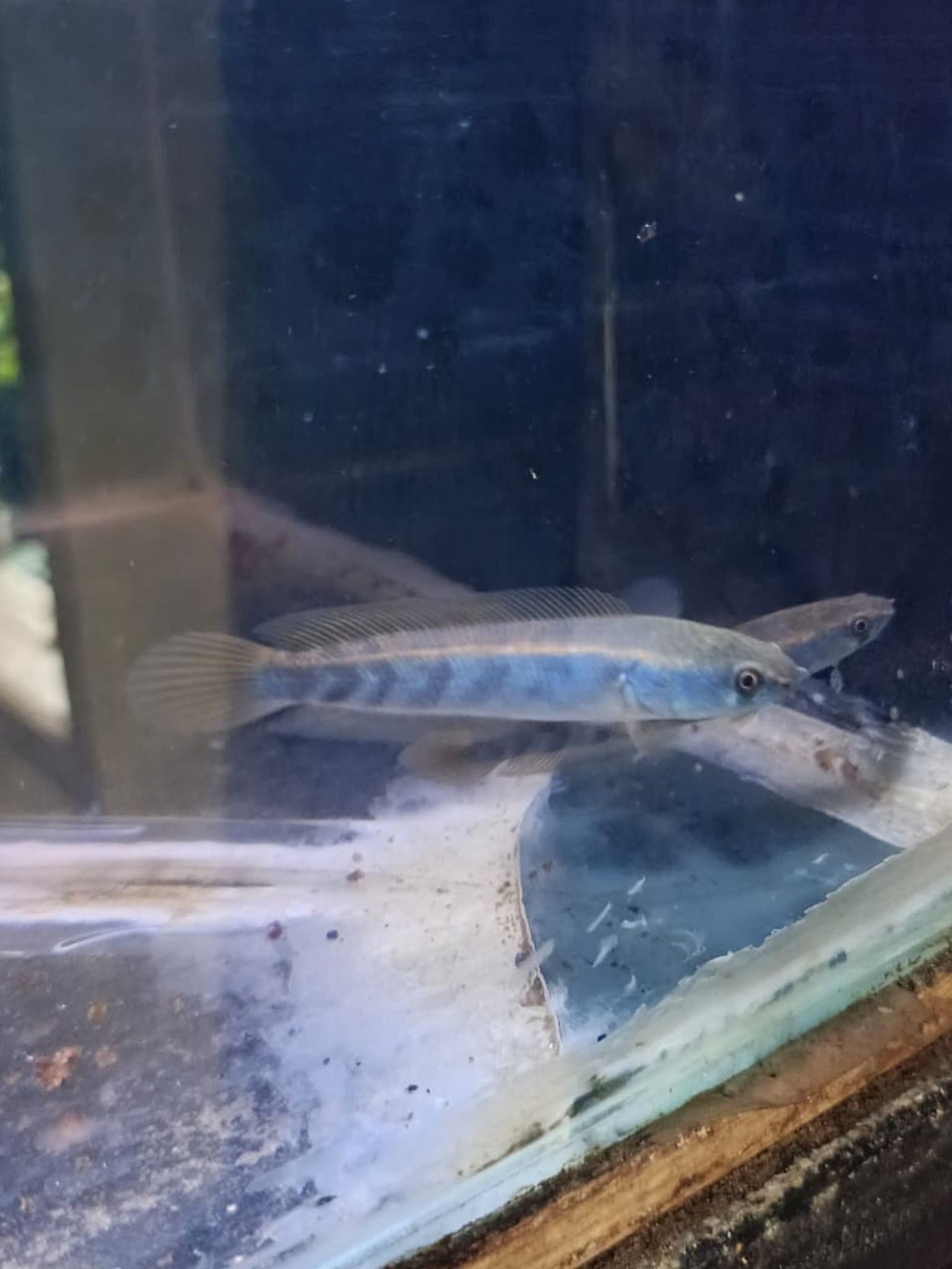 Channa Red Maruliodes (BAUNG lake/SBK) super red