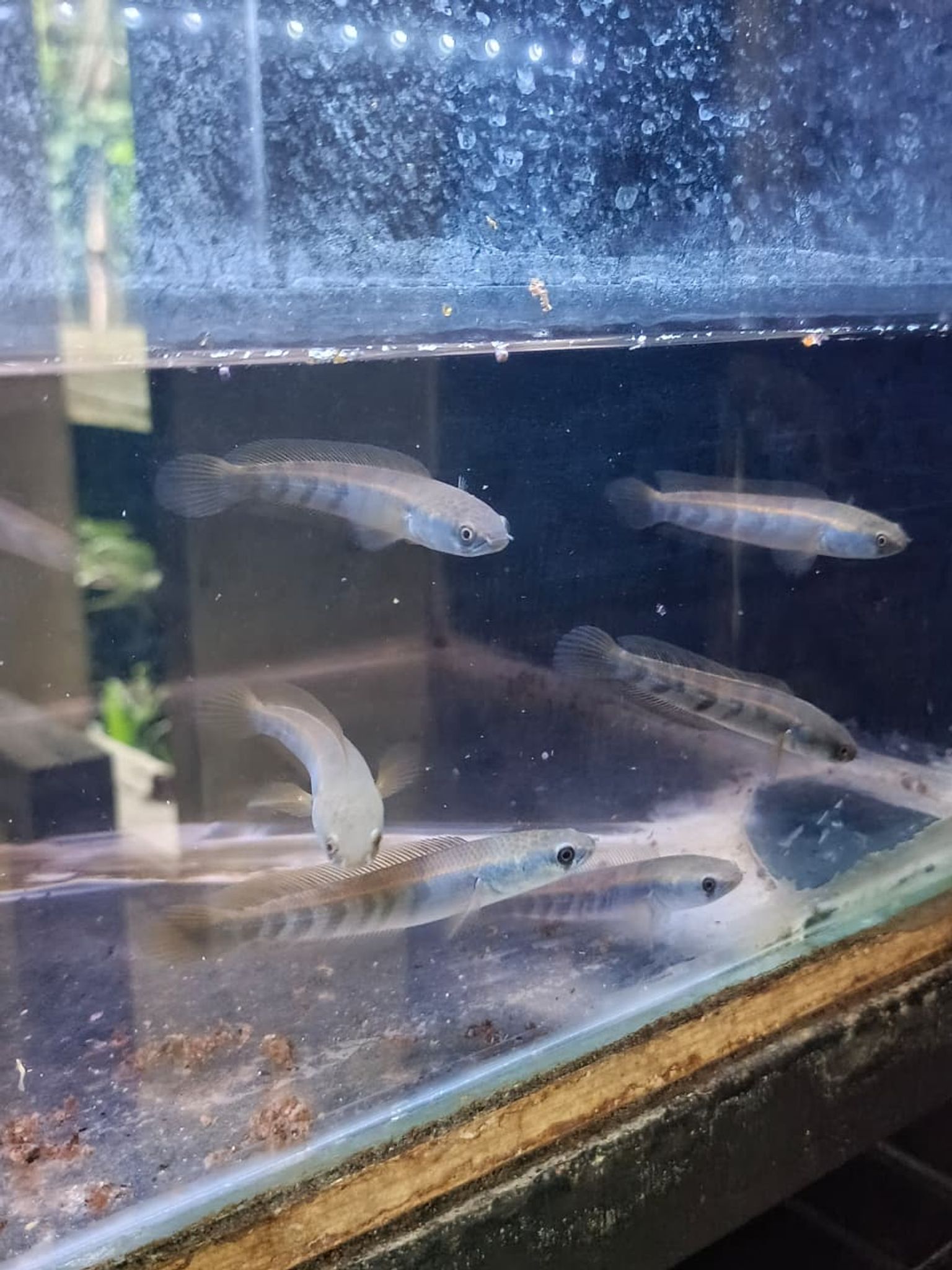 Channa Red Maruliodes (BAUNG lake/SBK) super red