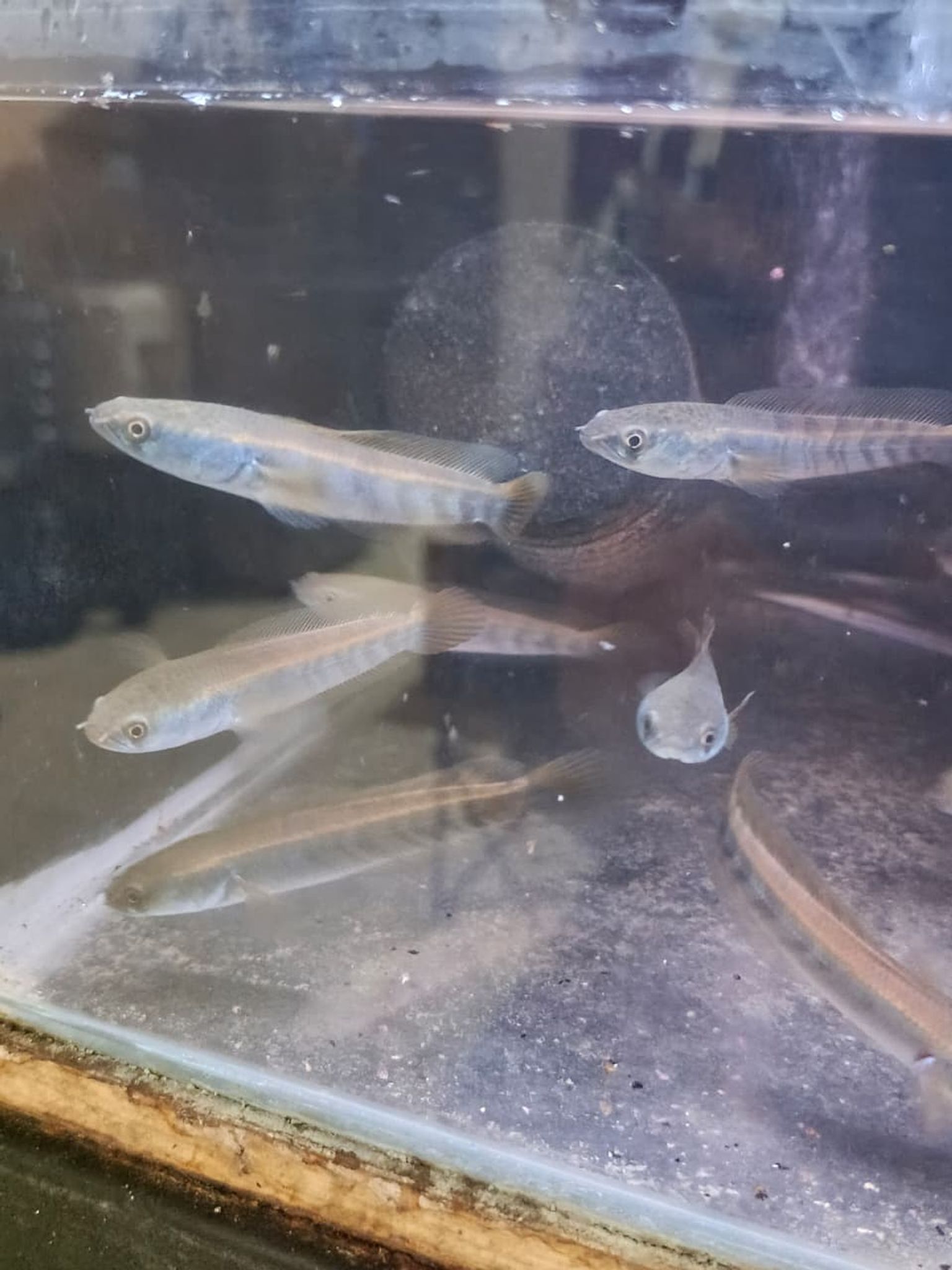 Channa Red Maruliodes (BAUNG lake/SBK) super red