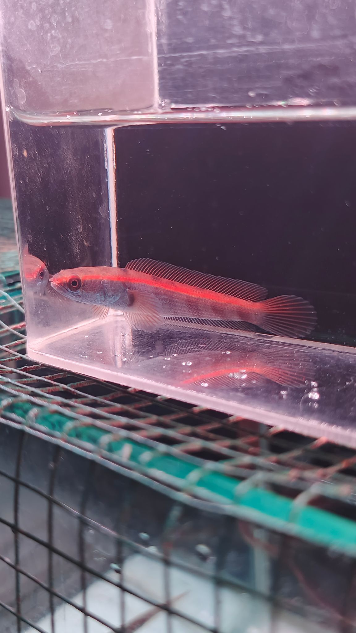 Channa Red Maruliodes grade A++